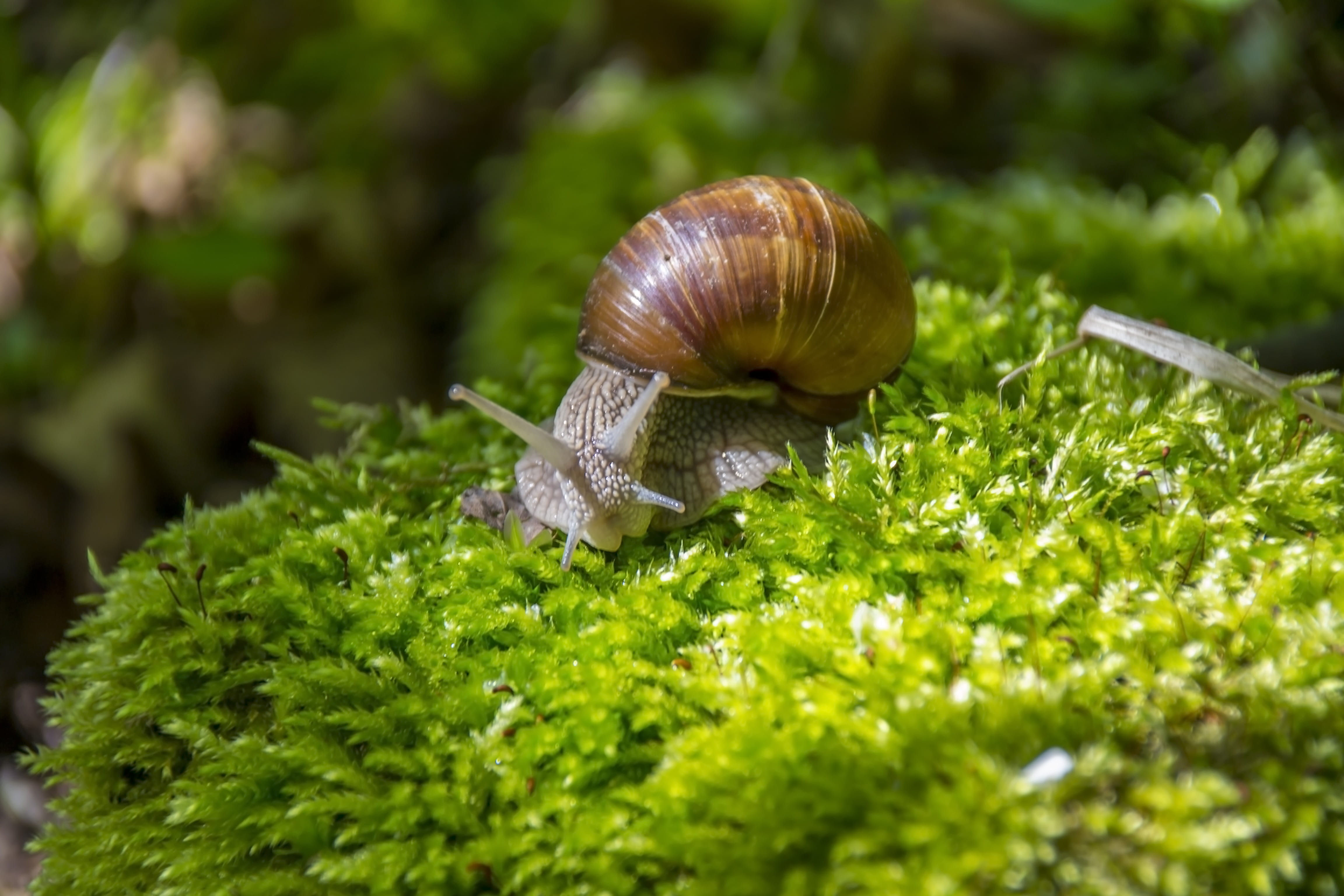 Wallpaper #Gmd6CZMBSpphPi3-WNCd388 Crawling Color Gastropod the Delicacy Close Up Near Shell Detail