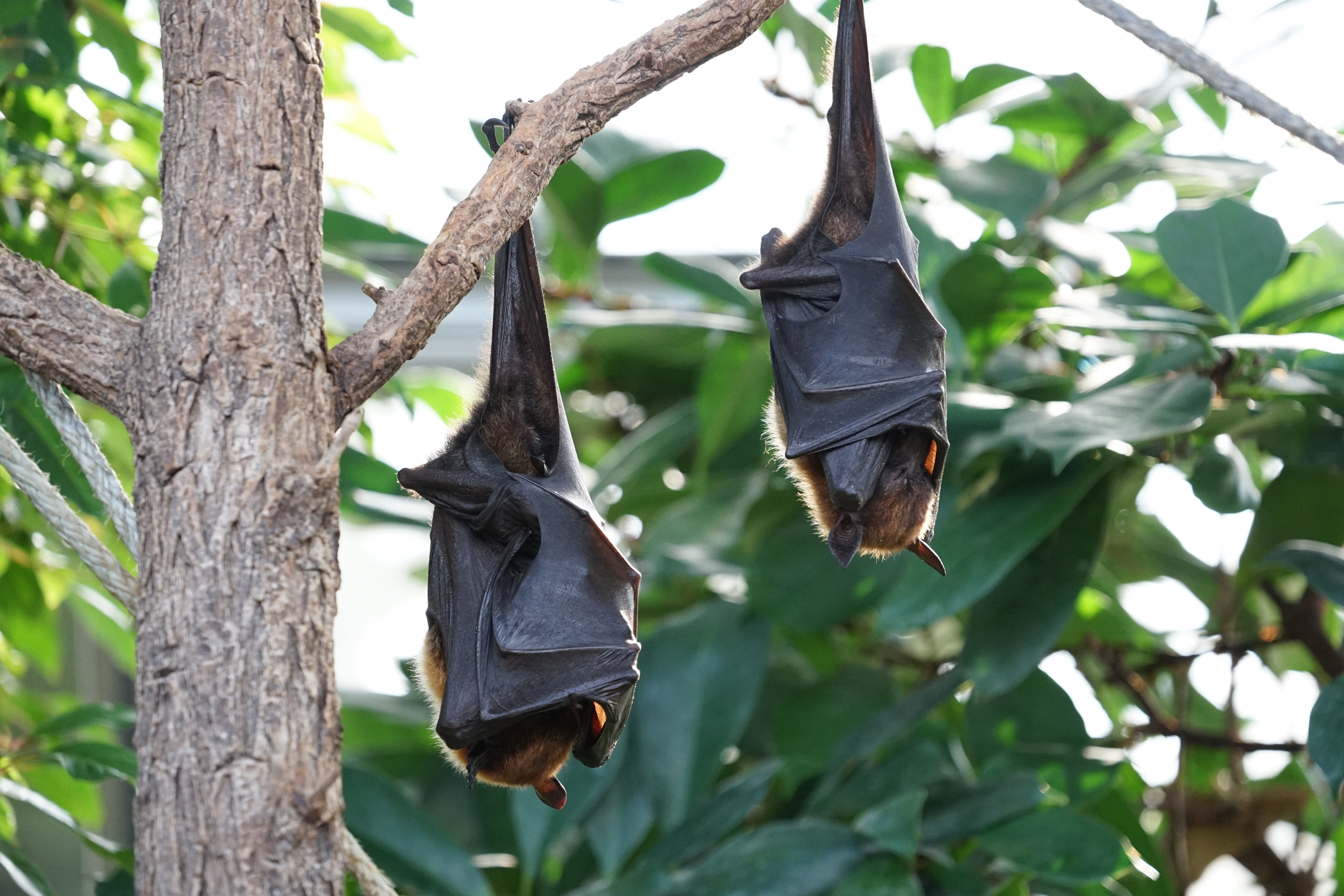 Wallpaper #2mdTDJMBSpphPi3-nt1P213 Tropical Bat 1080p 2k 4K Full HD Wallpapers Backgrounds Free