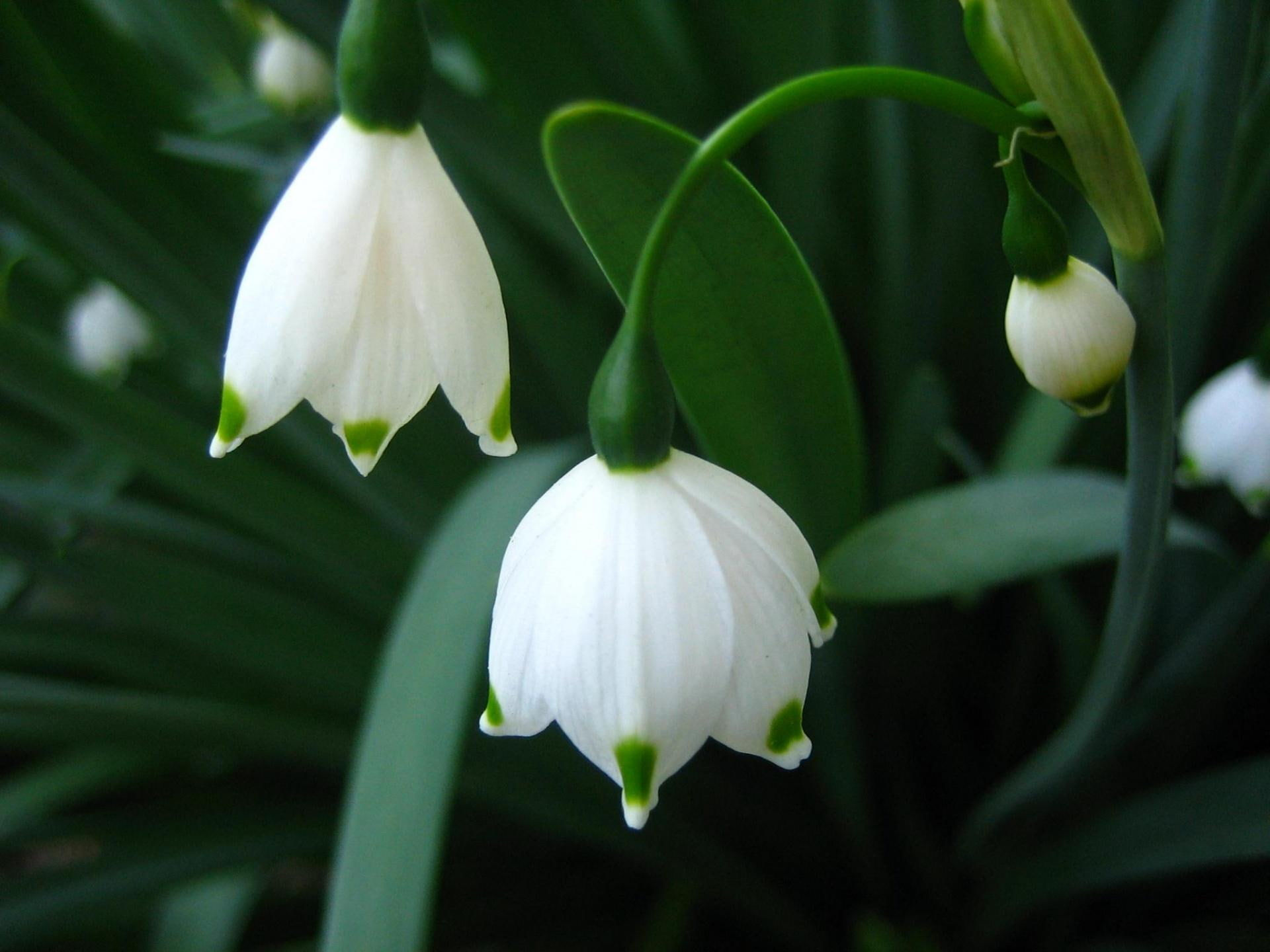Wallpaper #9h0YLZMBlOZrFDOk0c7T404 Bell Snowdrops HD Wallpapers