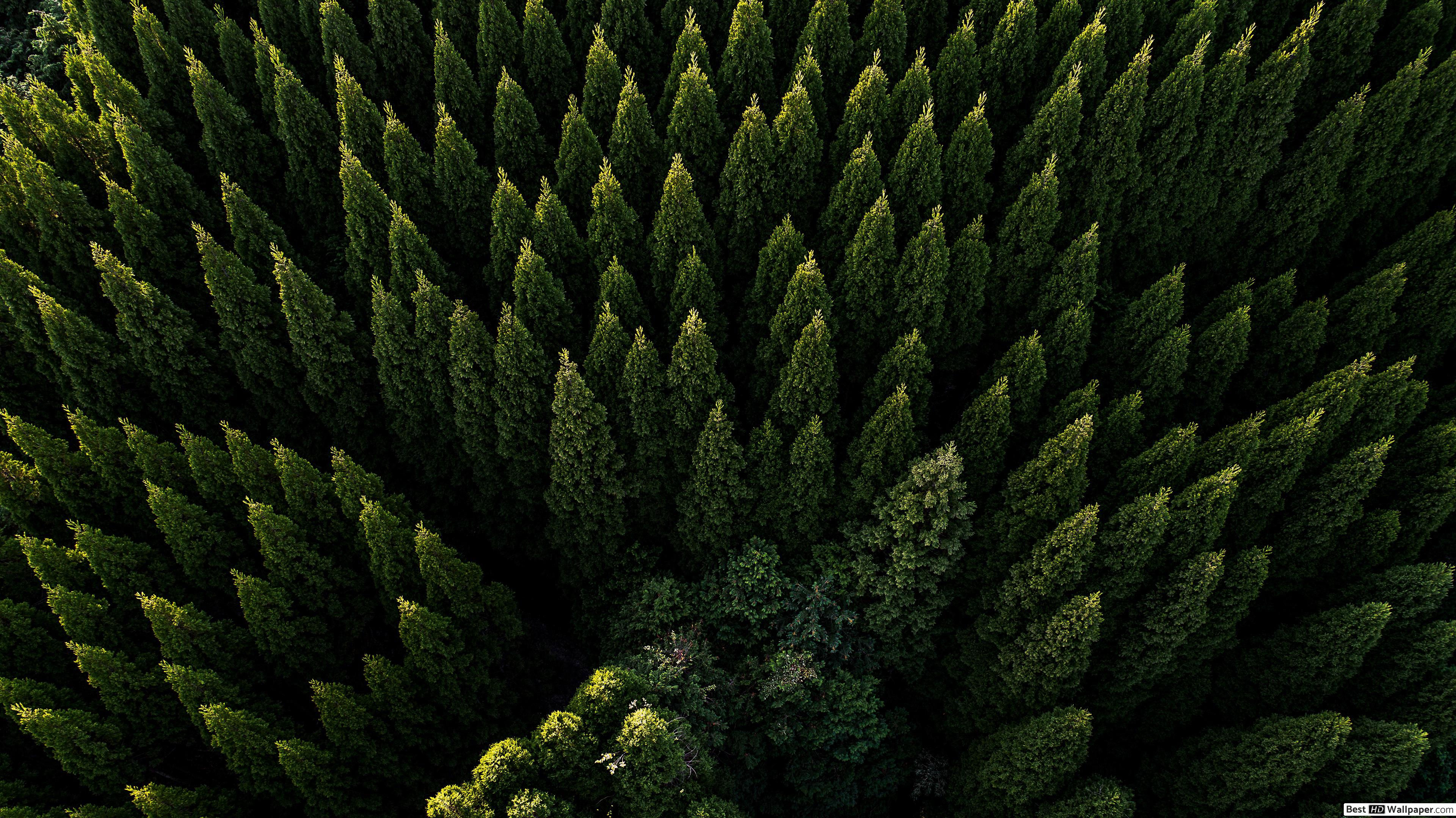 Wallpaper #BGdQC5MBSpphPi3-qtkV271 Pine Forest Wallpapers 4K HD Pine Forest Backgrounds on Wallpaperbat