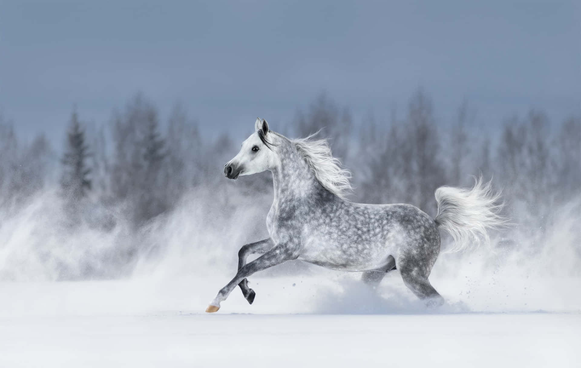 Wallpaper #-x2ULJMBlOZrFDOkz8qk32 100 Arabian Horse Pictures Wallpaperscom