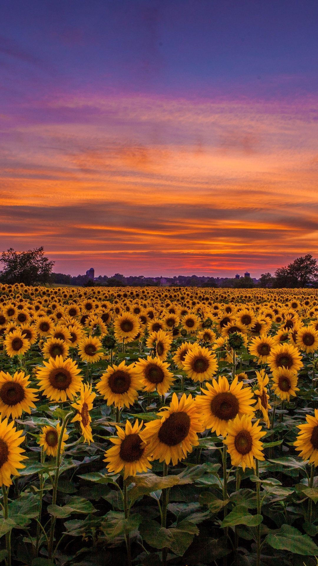 Wallpaper #vWhUIpMBSpphPi3-rzIE166 Sunflowers Field at Sunset Wallpapers Wallpaper Cave