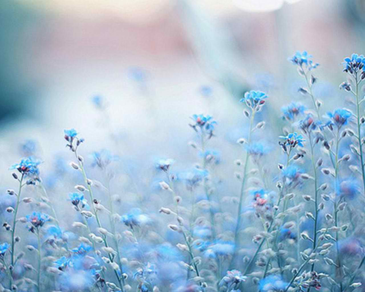 Wallpaper #zGhWIpMBSpphPi3-CTJk302 Light Blue Flower Background Aesthetic Pin by Violet on Serene in 2020