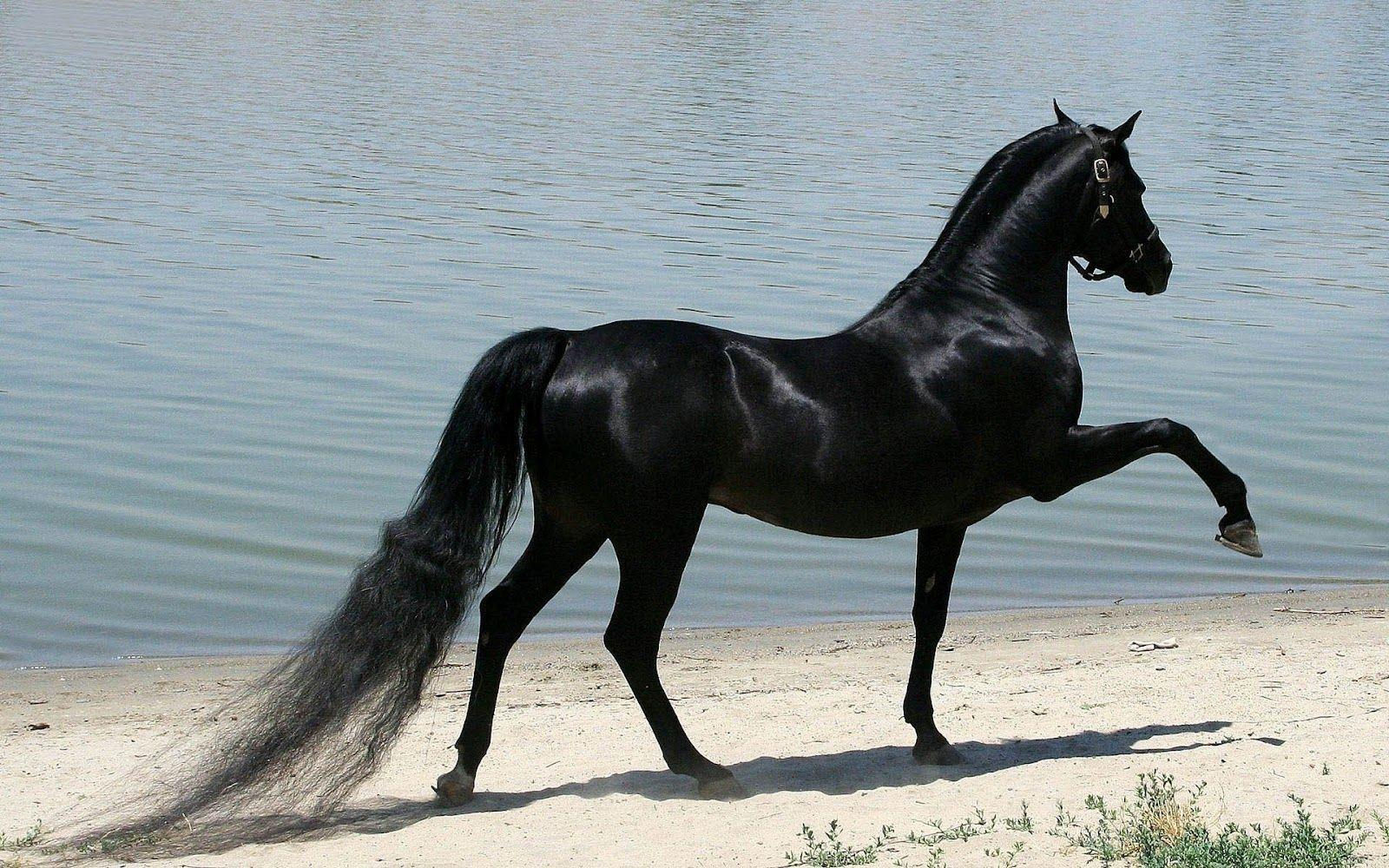 Wallpaper #bWfaEpMBSpphPi3-4_0h313 Black Horses Wallpapers Wallpaper Cave