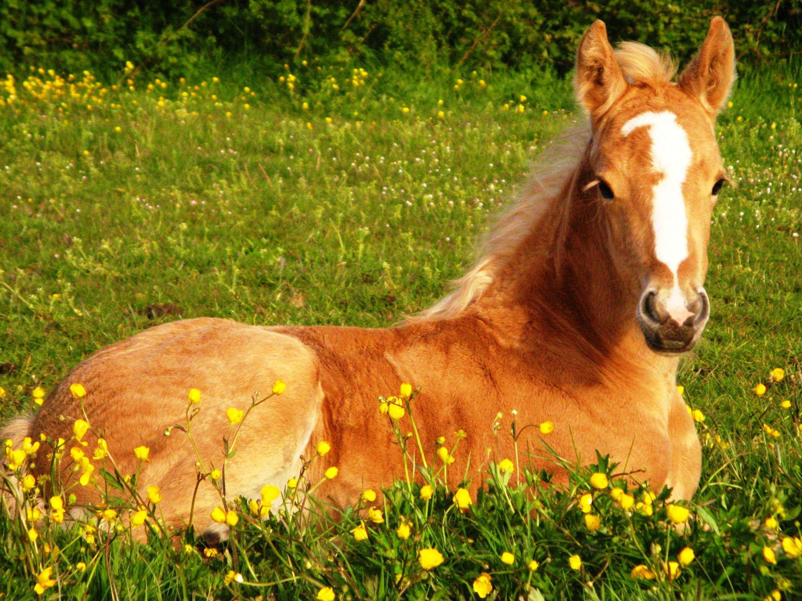 Wallpaper #QH1m8I4Bnwiau_P6ugZ430 Cute Horses Wallpapers Wallpaper Cave