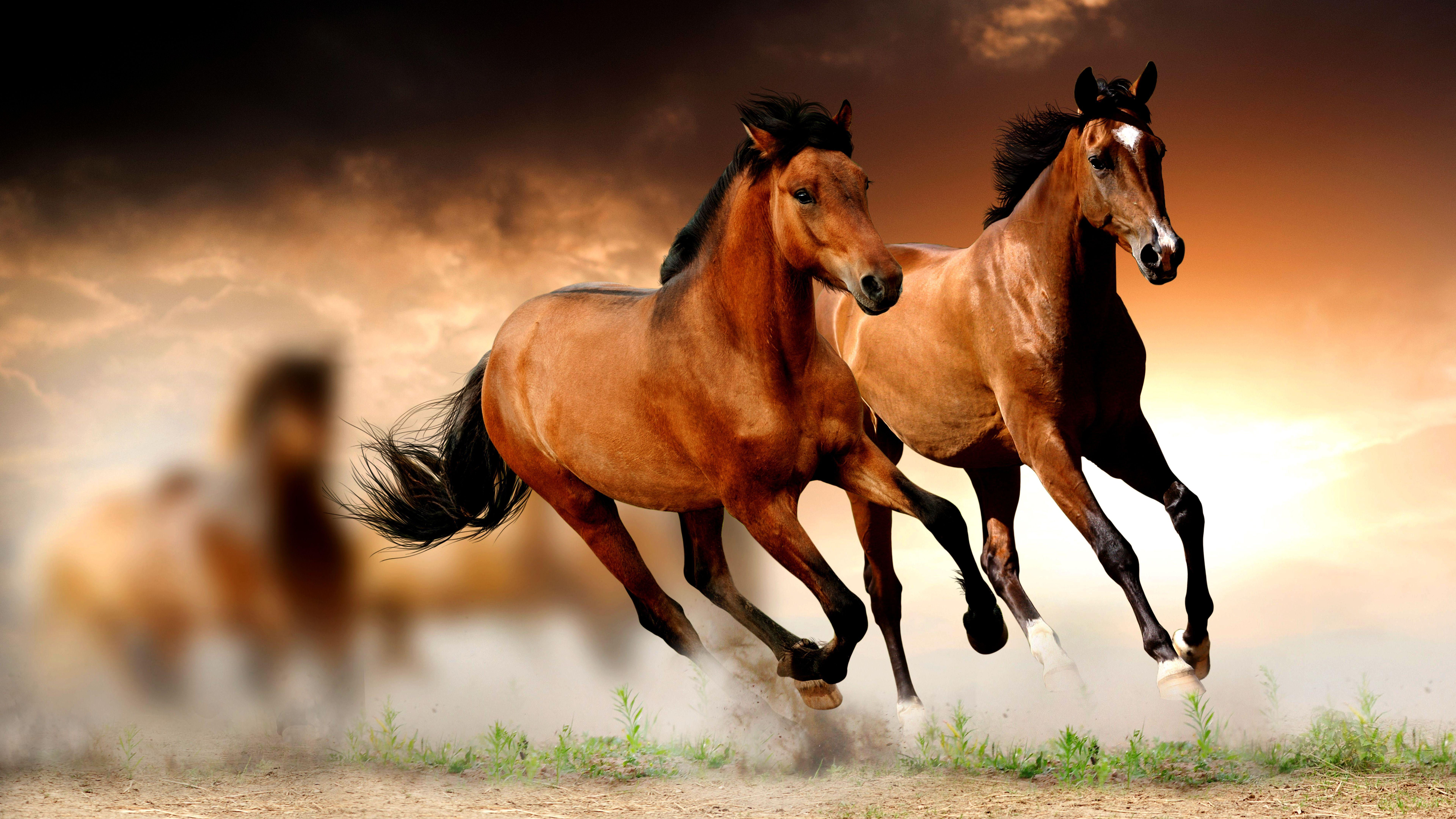 Wallpaper #Gx2aLJMBlOZrFDOk68sw65 Running Horse Wallpapers Wallpaper Cave