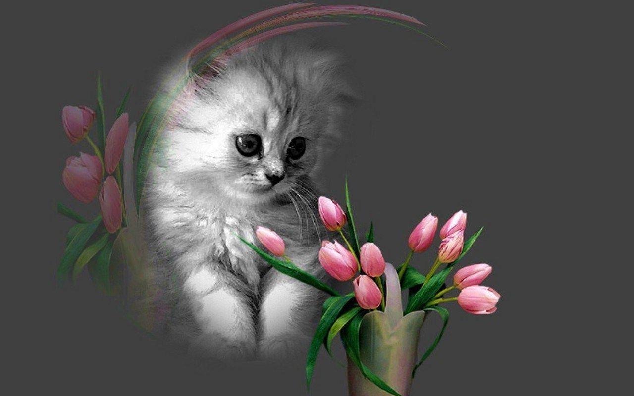 Wallpaper #12hXIpMBSpphPi3-bTLG309 Details of Cats and Flowers Wallpapers Wallpaper Cave