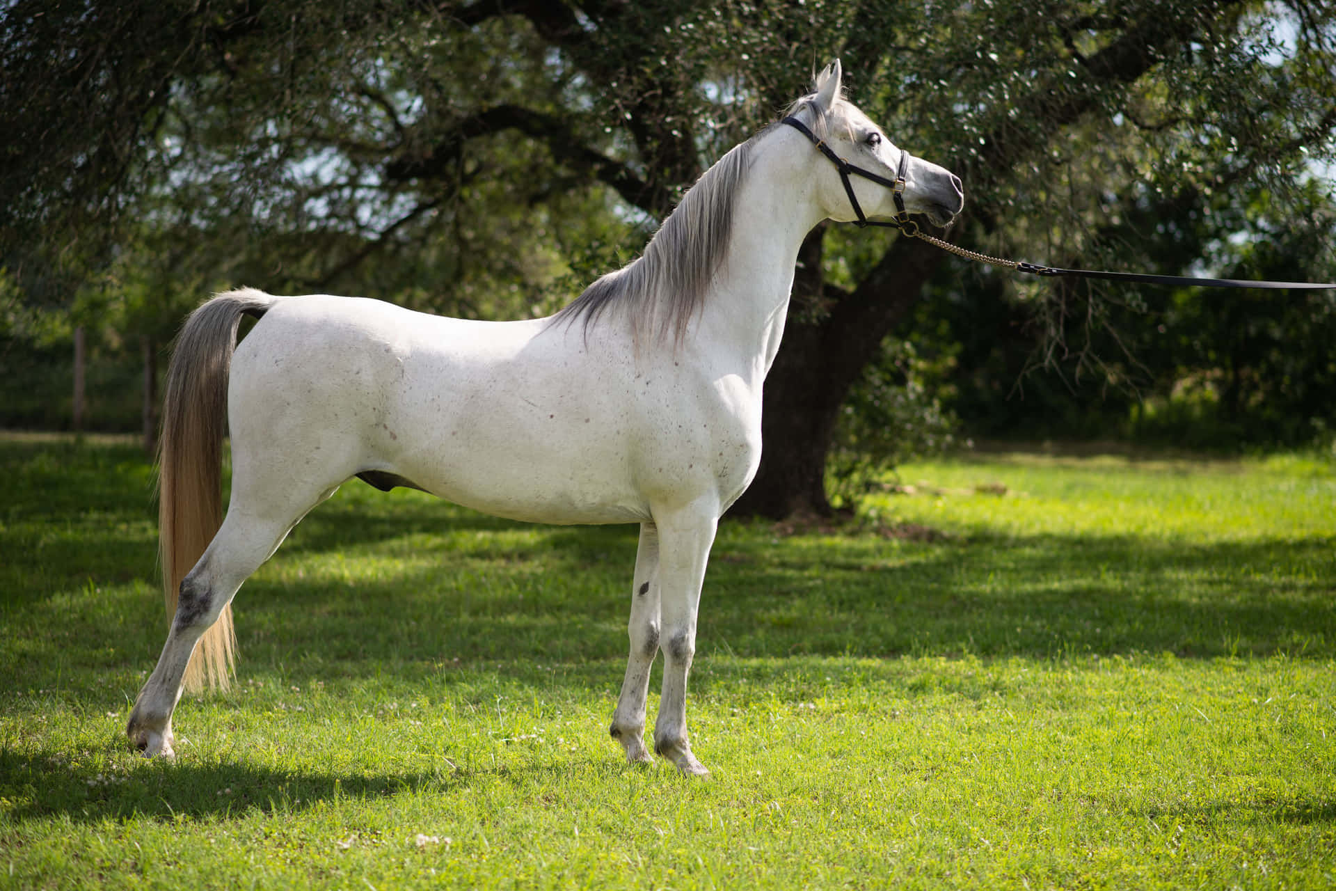 Wallpaper #-x2ULJMBlOZrFDOkz8qk375 Download Arabian Horse Pictures 4000 X 2667 Wallpaperscom