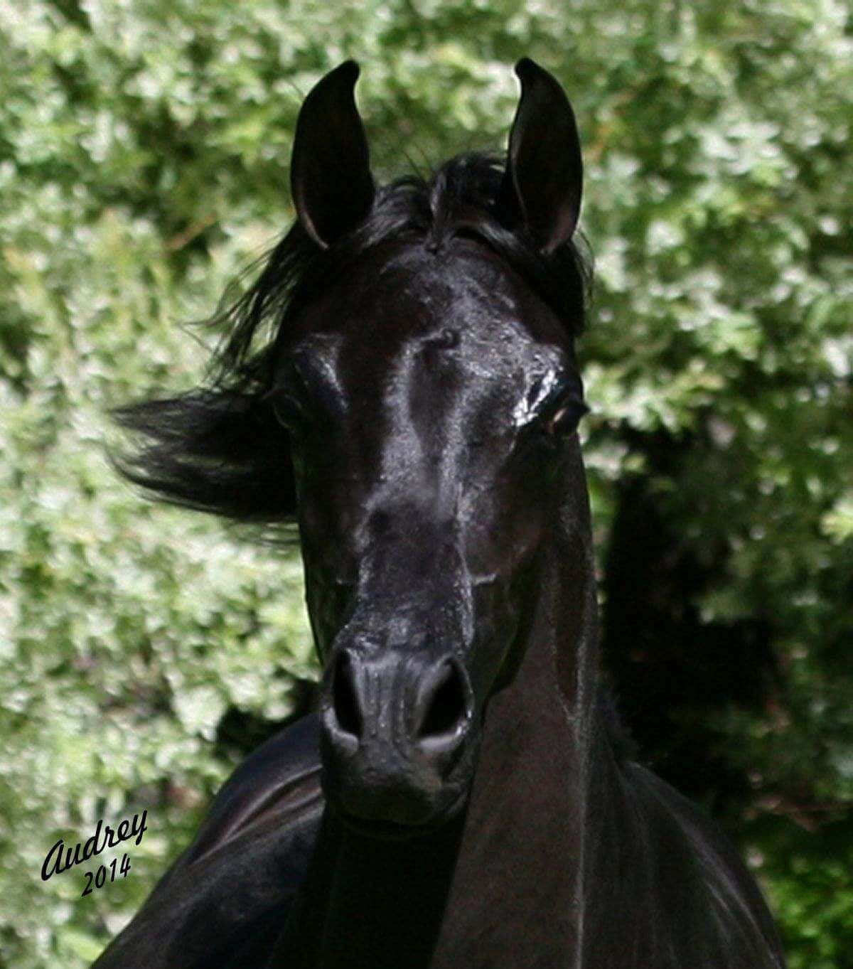 Wallpaper #-x2ULJMBlOZrFDOkz8qk235 Download Wild and Free Majestic Arabian Horse Wallpaperscom