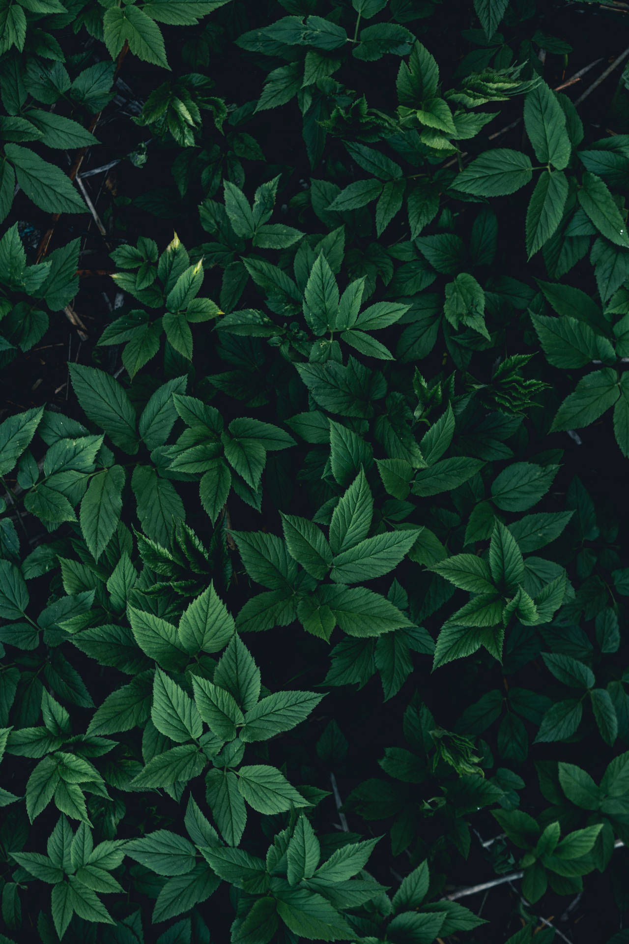 Wallpaper #am19apcBycdYOYFTxHE67 Download Dark Green Leaves Pattern Wallpaper Wallpaperscom