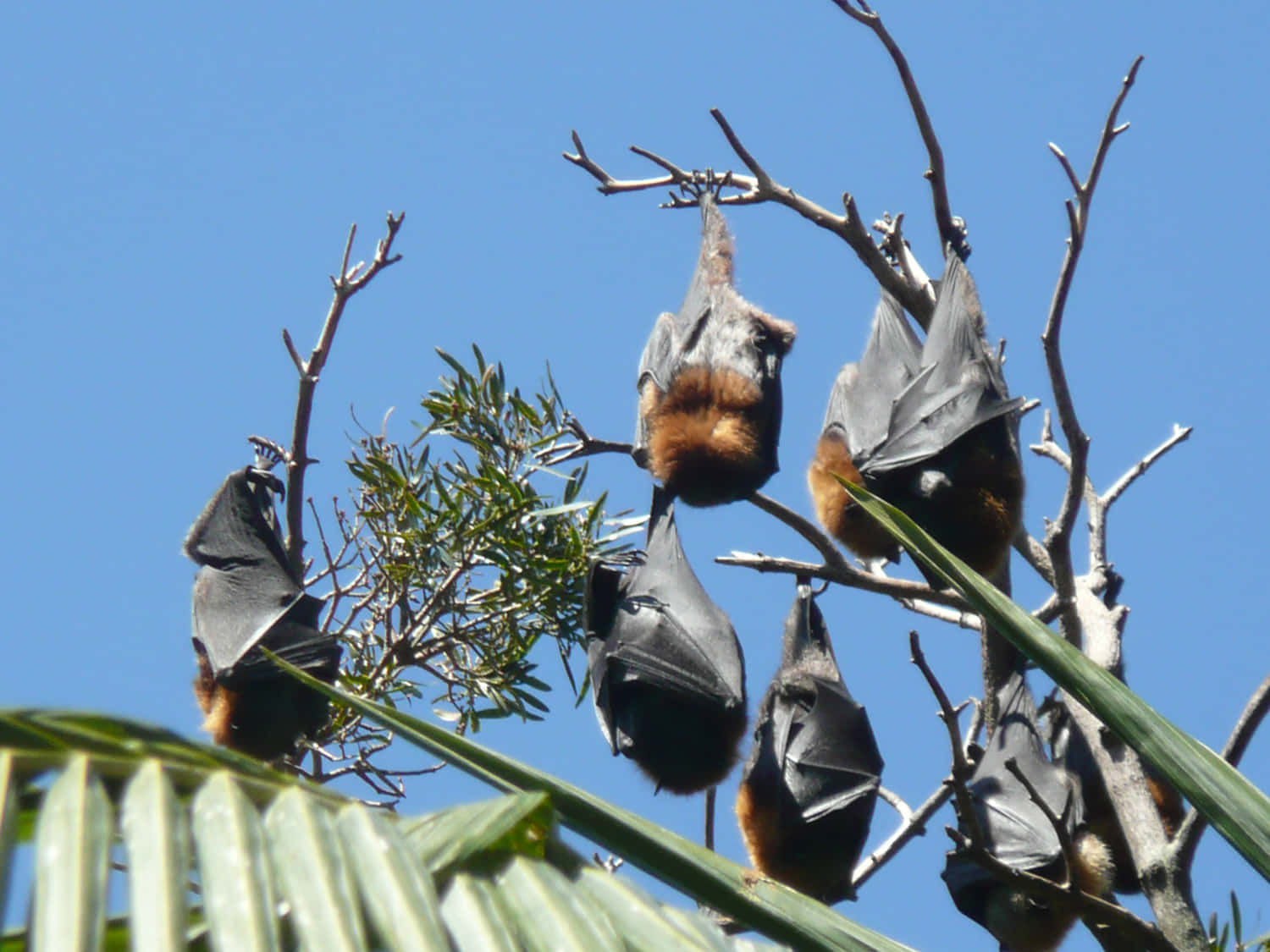 Wallpaper #2mdTDJMBSpphPi3-nt1P354 100 Fruit Bats Pictures Wallpaperscom