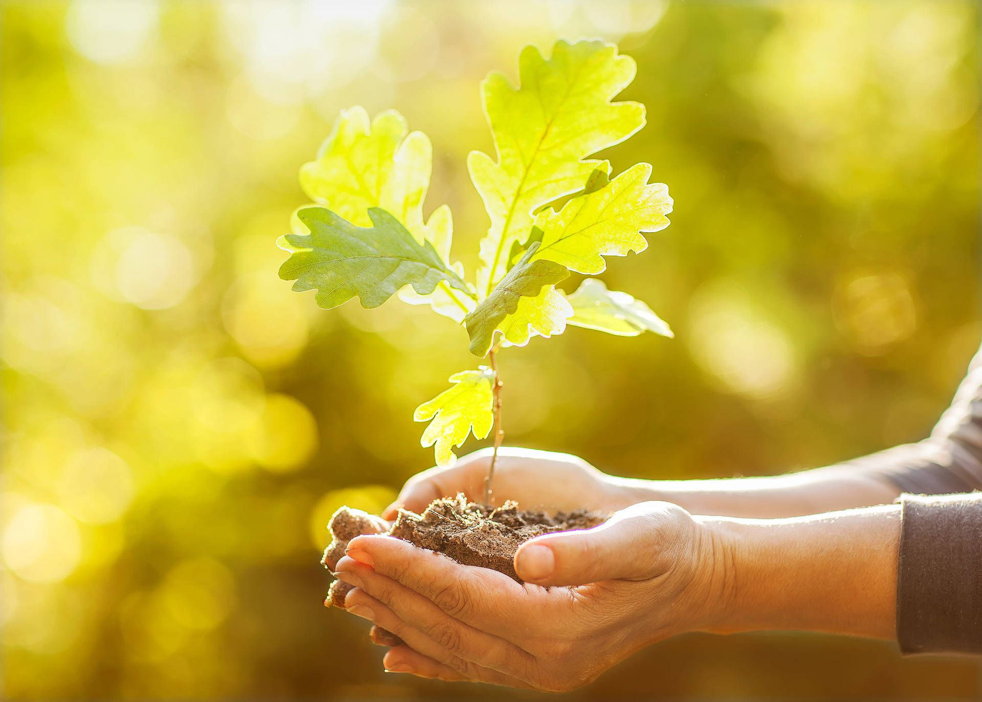 Wallpaper #_Gep6ZIBSpphPi3-WkJU268 Download Earth Day Plant on Hands Wallpaper Wallpaperscom