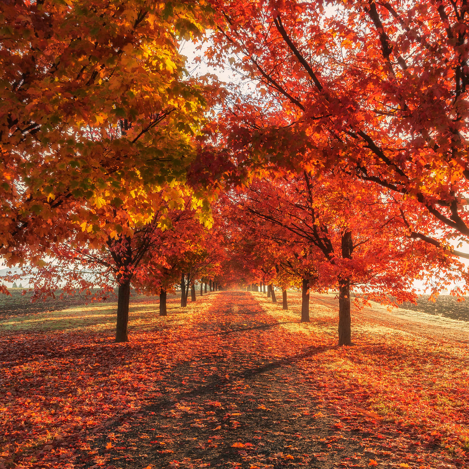 Wallpaper #o4sodJcBcm9NJah-bXV_179 100 Fall Aesthetic Macbook Wallpapers Wallpaperscom