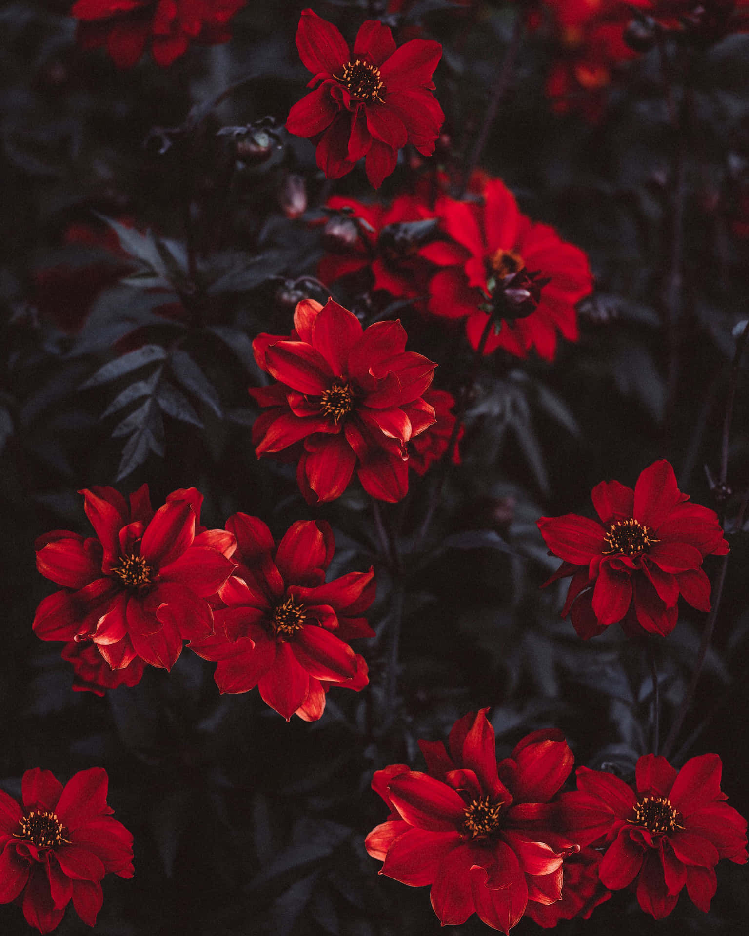 Wallpaper #z2hWIpMBSpphPi3-kjL-21 Download a Bunch of Red Flowers Wallpaper Wallpaperscom