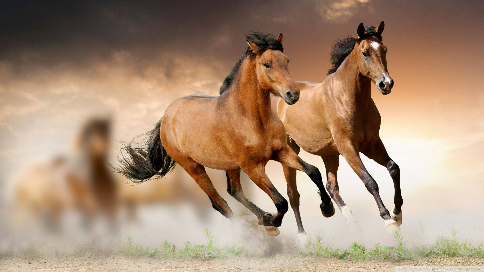 Wallpaper #Gx2aLJMBlOZrFDOk68sw193 Download Beautiful Horses Blurry Wallpaper Wallpaperscom