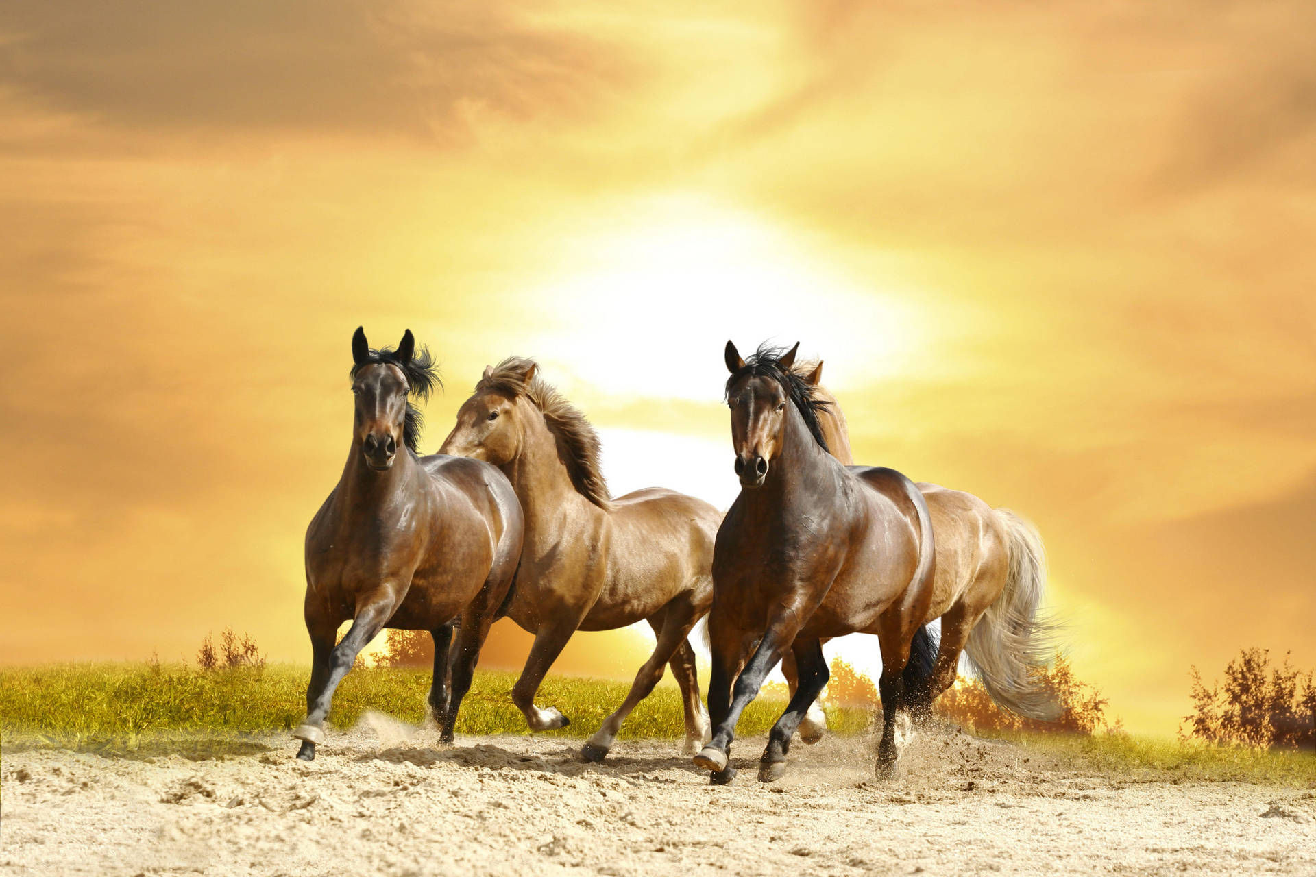 Wallpaper #HWdNCpMBSpphPi3-pNQH44 Top 999 Horse Wallpaper Full HD 4K Free to Use