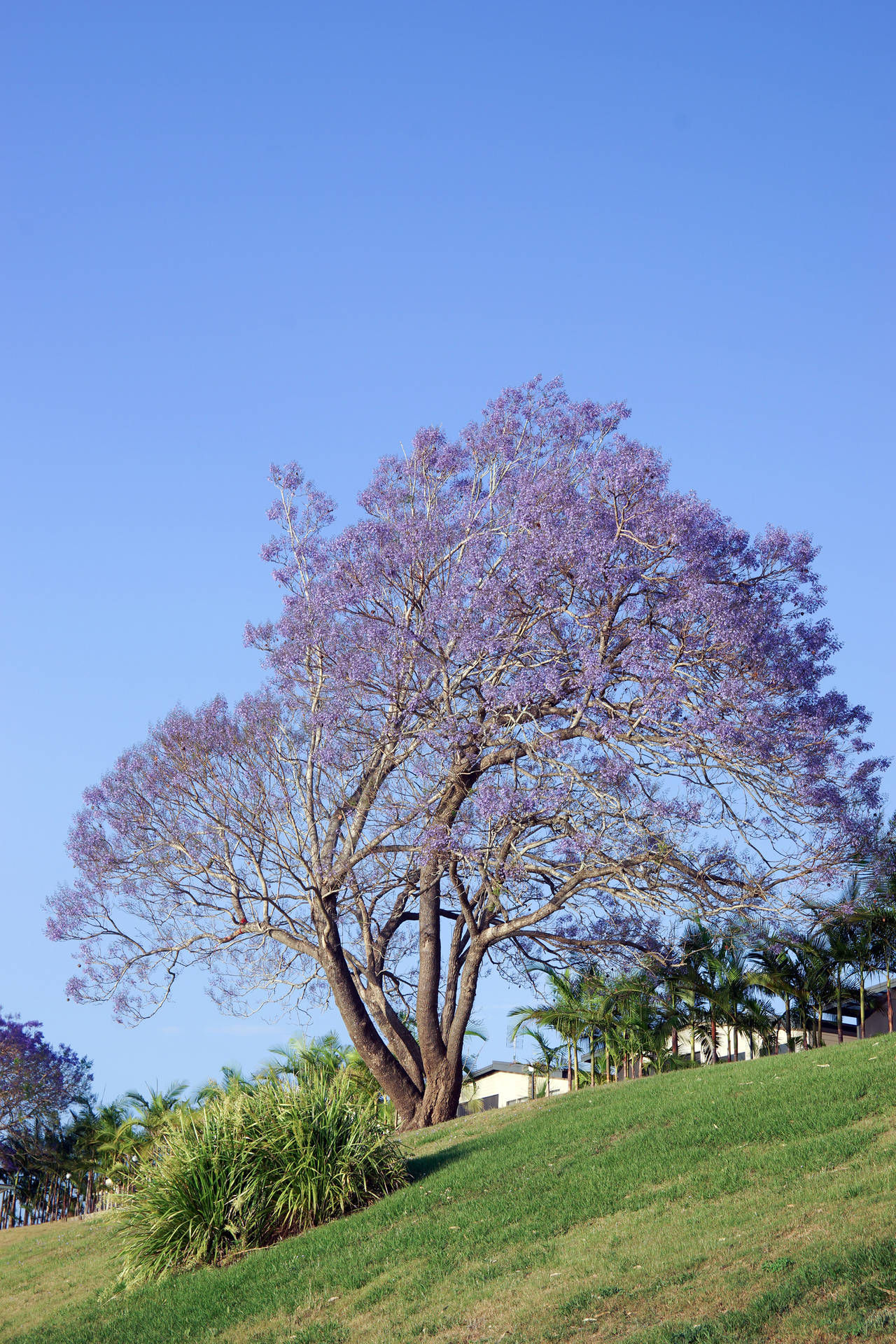 Wallpaper #8b44c Purple Trees in Grassland Wallpaper Nature Wallpaper