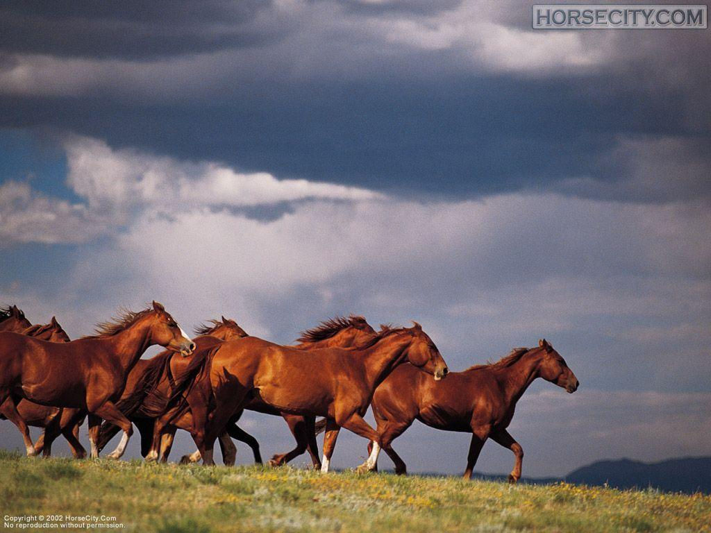 Wallpaper #Ln1h8I4Bnwiau_P6-Aaj36 Free Horse Screensavers and Wallpapers Wallpaper Cave