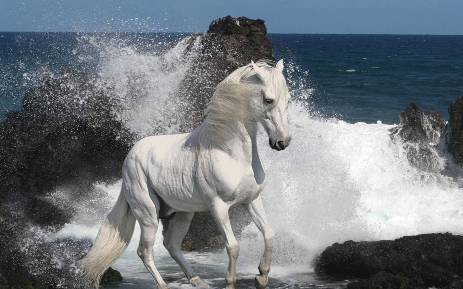 Wallpaper #-x2ULJMBlOZrFDOkz8qk114 Arabian Horse Wallpapers Wallpaper Cave