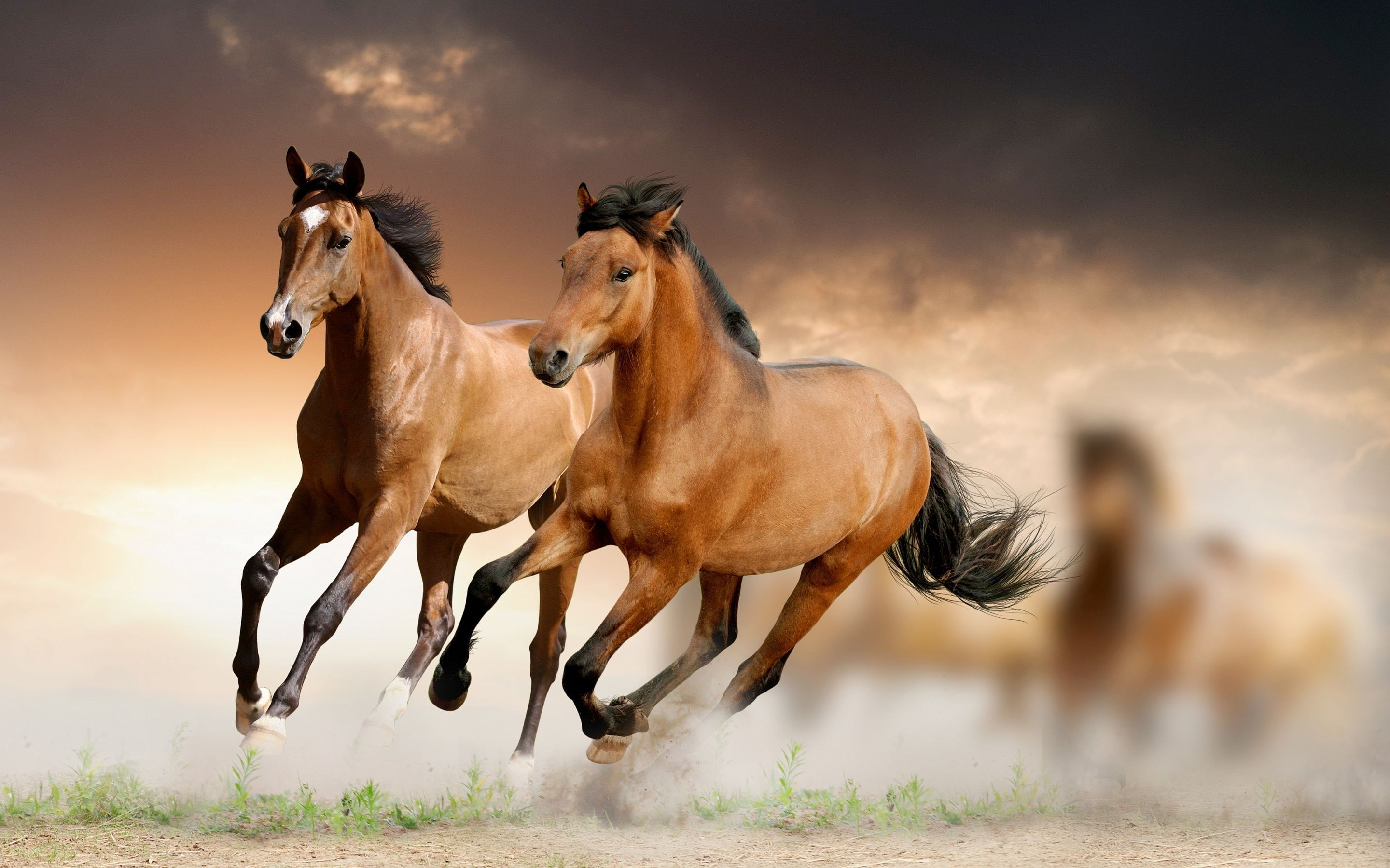 Wallpaper #DR2ZLJMBlOZrFDOkSMvb101 Western Horse Wallpapers 4K HD Western Horse Backgrounds on Wallpaperbat