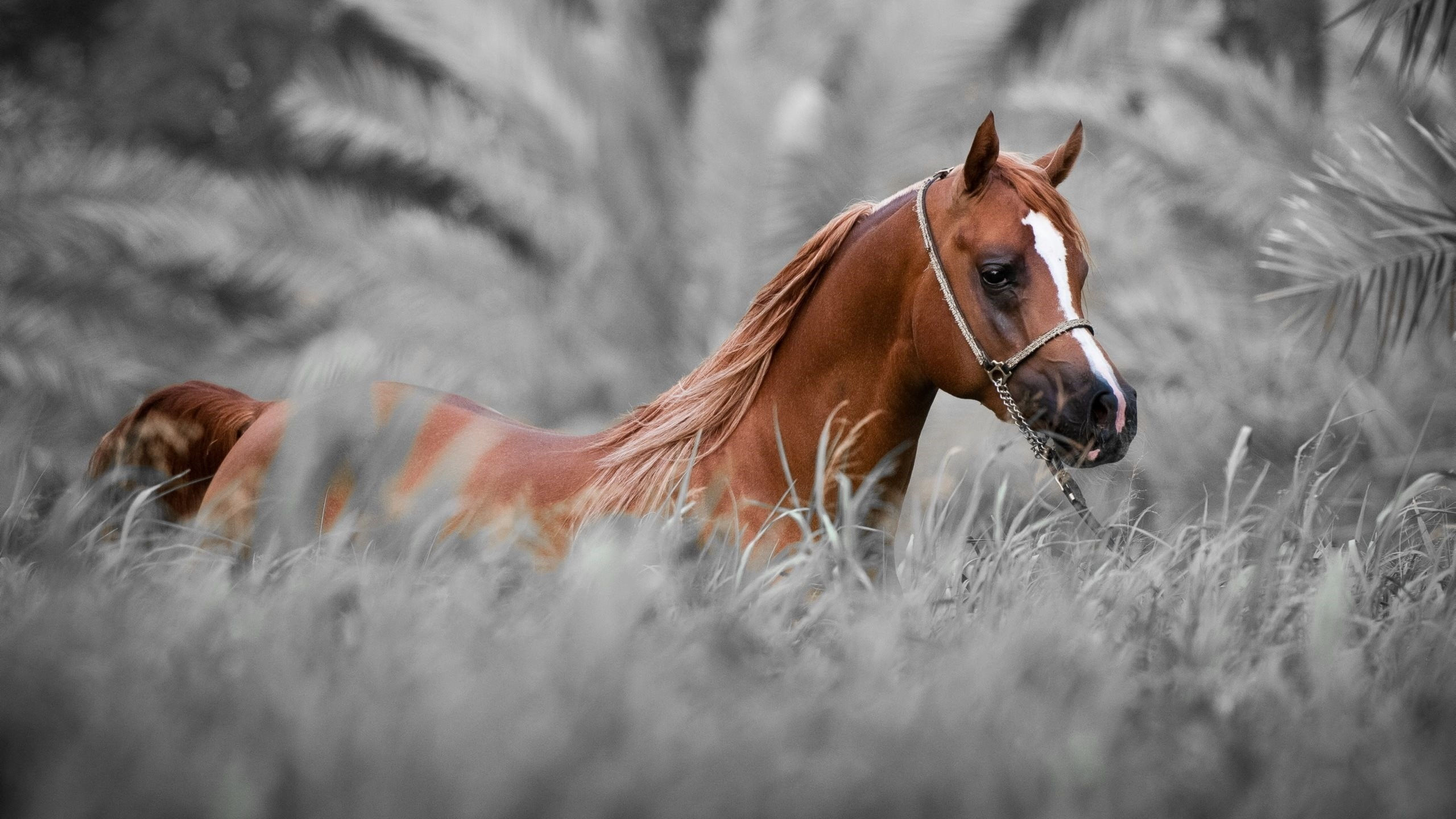 Wallpaper #Ln1h8I4Bnwiau_P6-Aaj32 Wallpaper Horse 70 Pictures