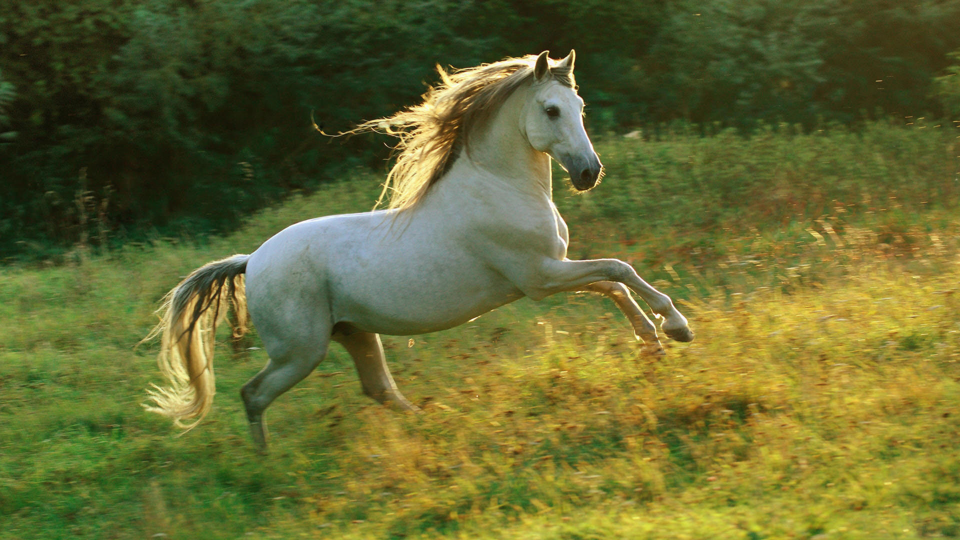 Wallpaper #Ln1h8I4Bnwiau_P6-Aaj19 50 Horse Screensavers and Wallpaper