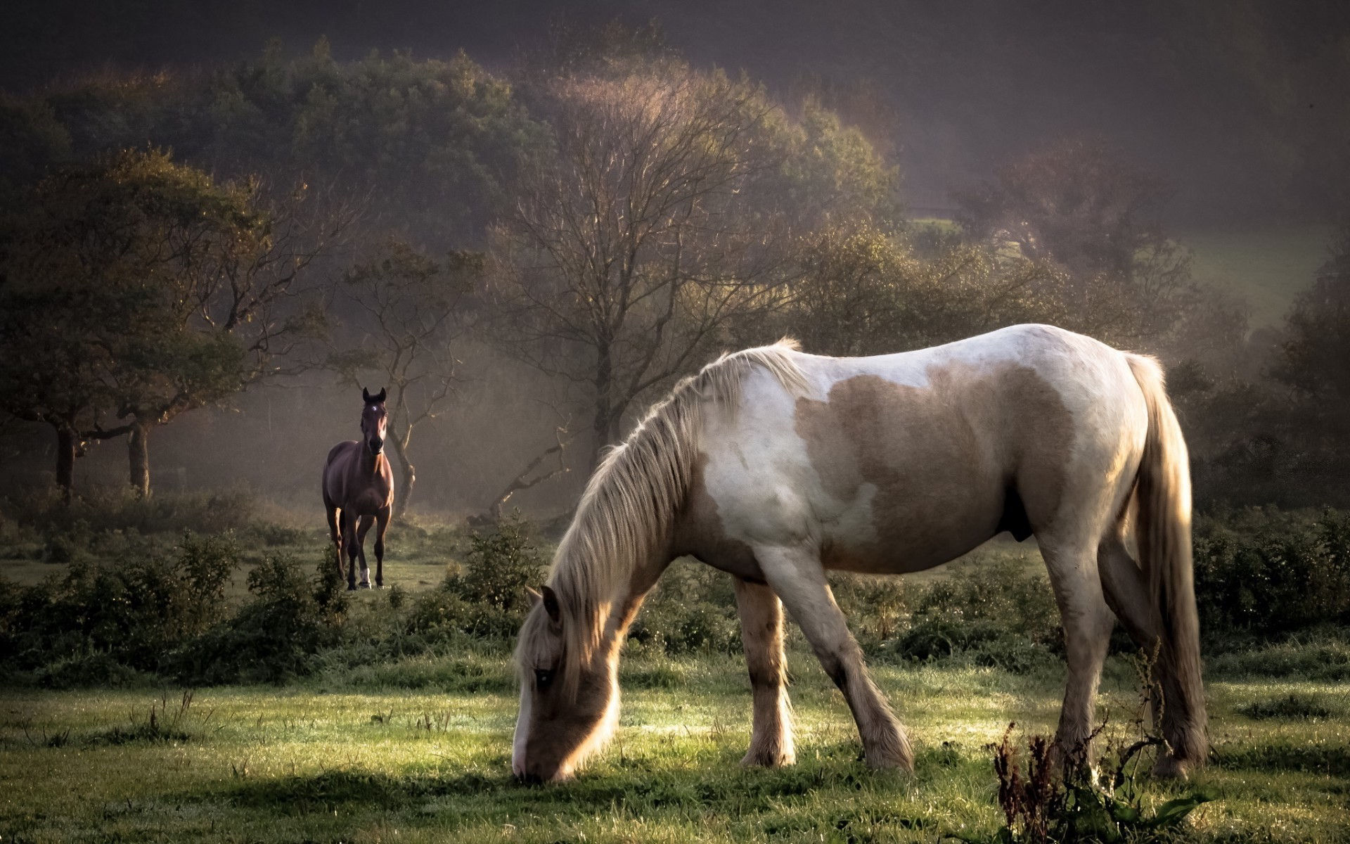 Wallpaper #Ln1h8I4Bnwiau_P6-Aaj47 50 Horse Screensavers and Wallpaper