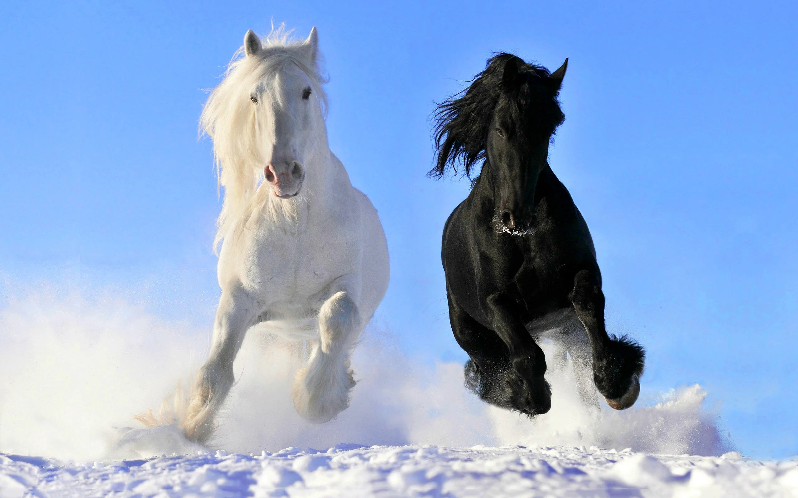Wallpaper #Ln1h8I4Bnwiau_P6-Aaj15 50 Horse Screensavers and Wallpaper