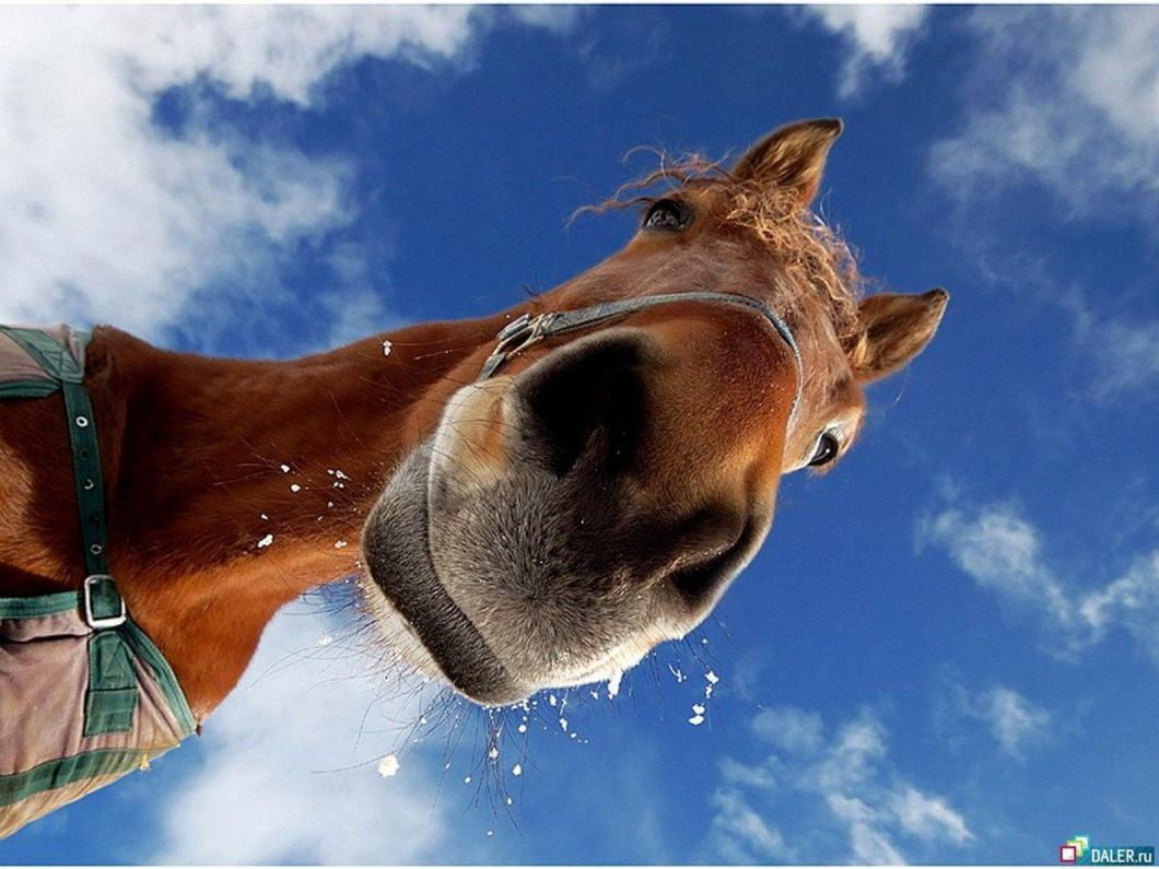 Wallpaper #QH1m8I4Bnwiau_P6ugZ449 Cute Horse Wallpapers on Wallpaperdog