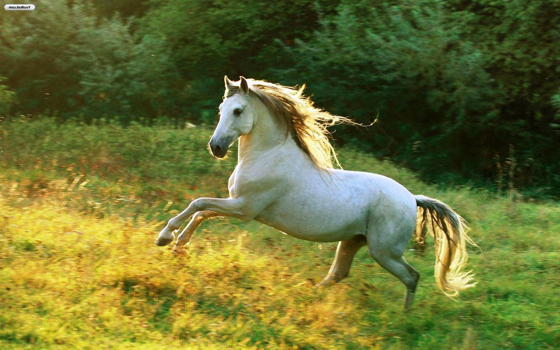 Wallpaper #th2FLJMBlOZrFDOkscqQ49 Running Horse Wallpapers Wallpaper Cave