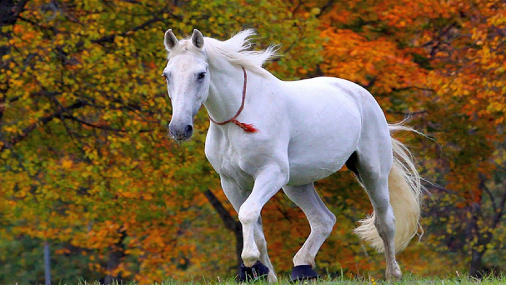 Wallpaper #HWdNCpMBSpphPi3-pNQH58 Running Horse Wallpapers Wallpaper Cave
