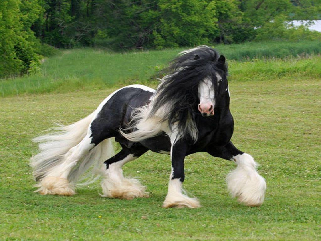 Wallpaper #bWfaEpMBSpphPi3-4_0h189 Black Horse Wallpapers Wallpaper Cave