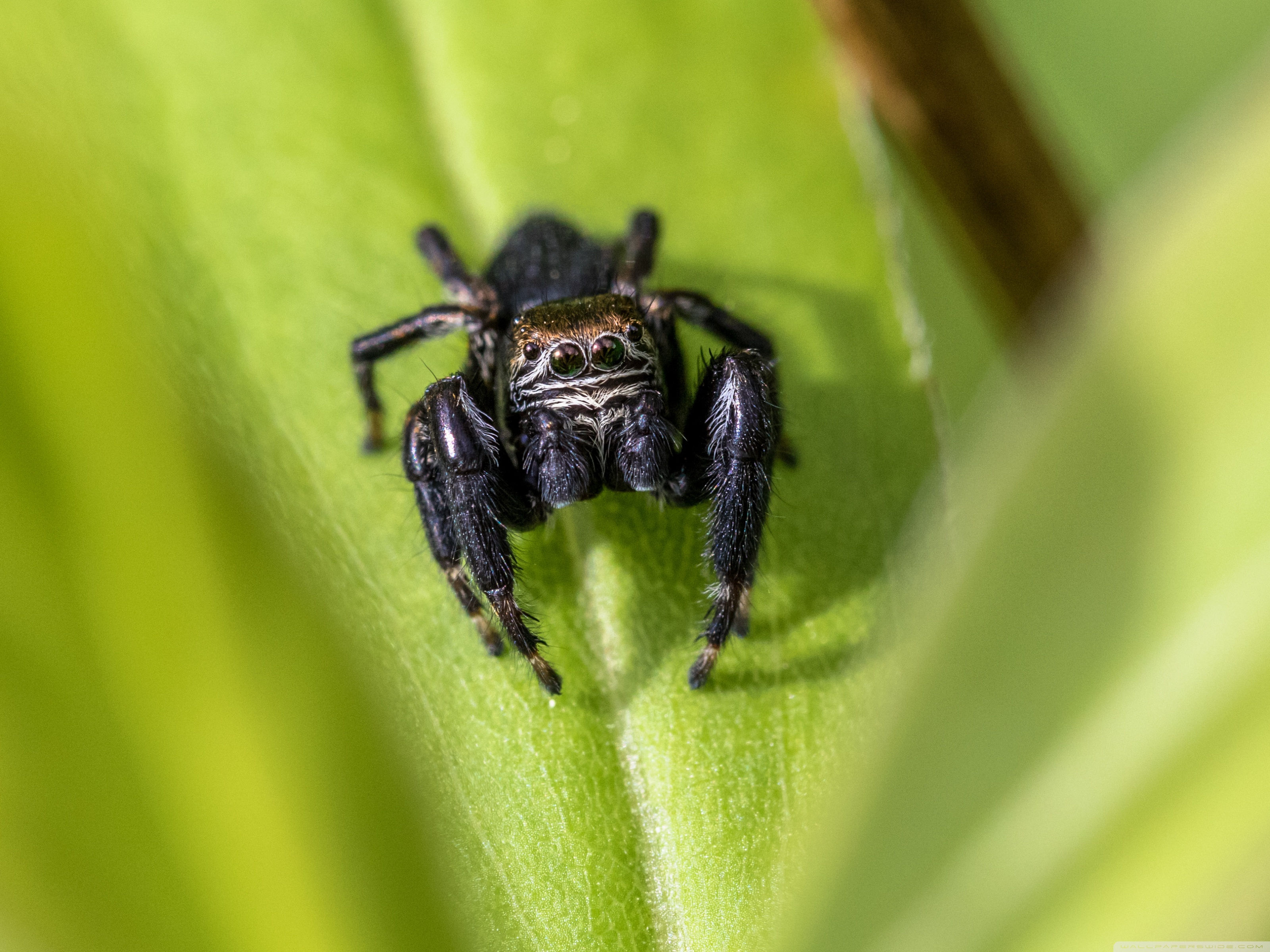 Wallpaper #wWeM-5IBSpphPi3-WJSY42 African Jumping Spider Wallpapers Wallpaper Cave