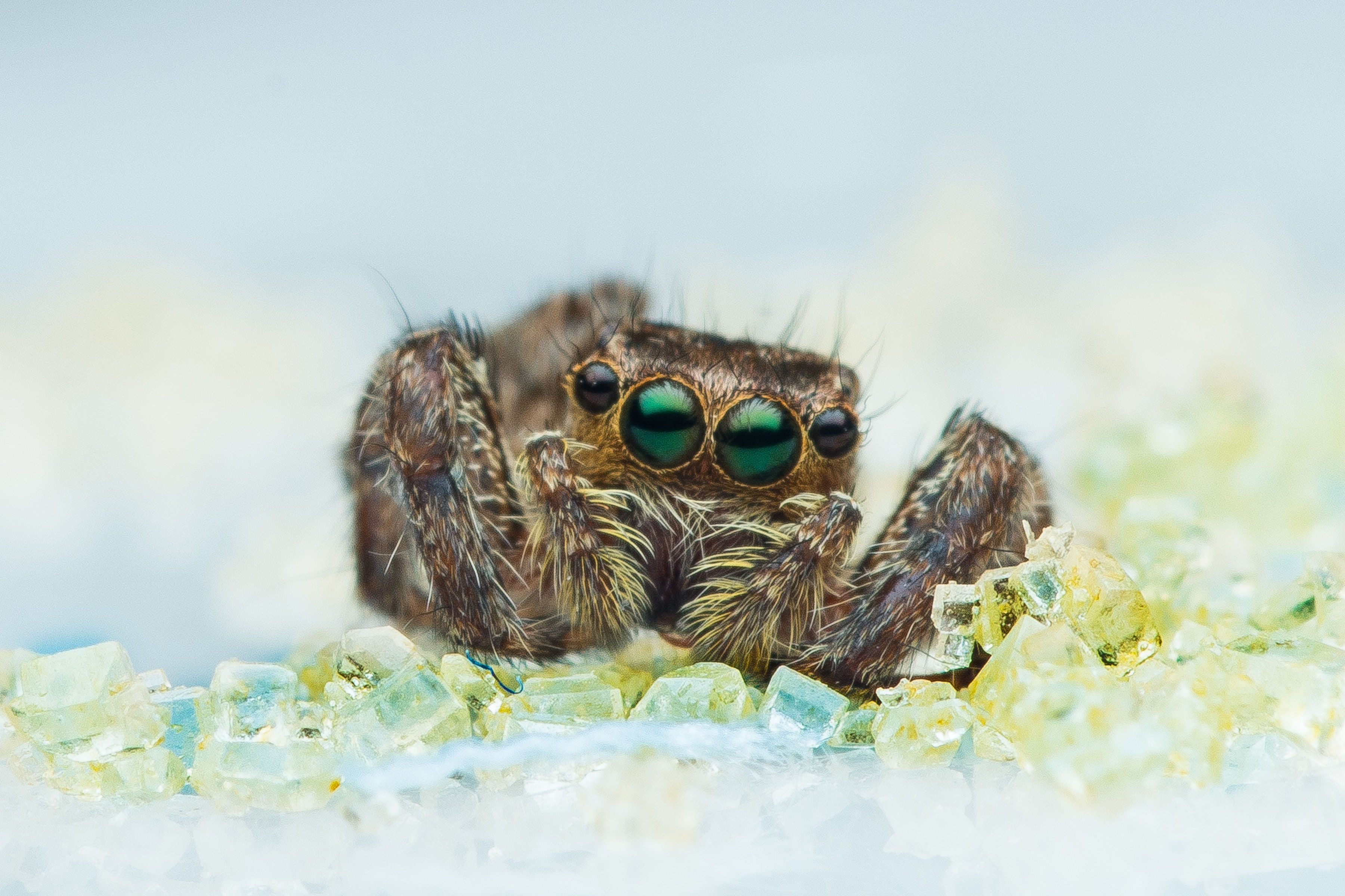 Wallpaper #wWeM-5IBSpphPi3-WJSY13 African Jumping Spider Wallpapers Wallpaper Cave