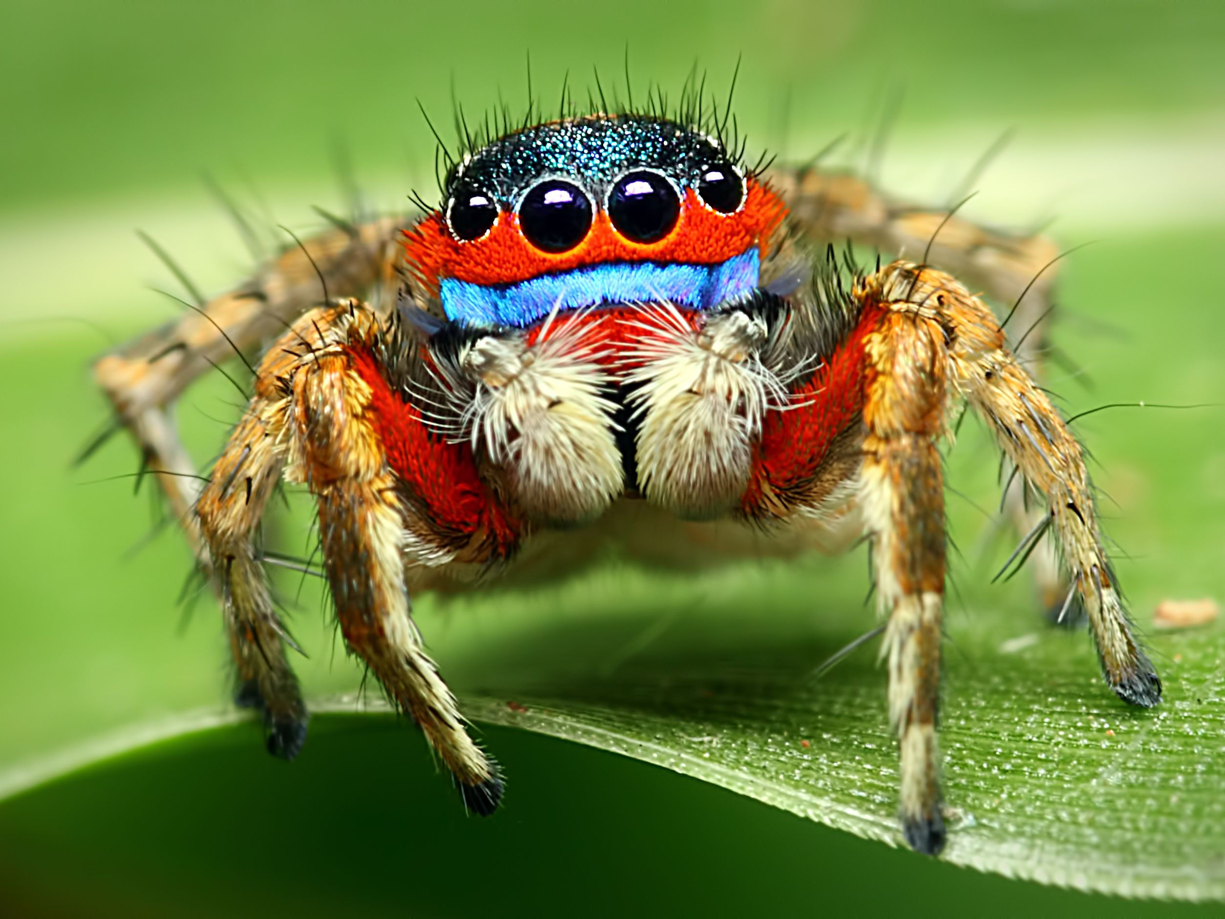 Wallpaper #wWeM-5IBSpphPi3-WJSY2 African Jumping Spider Wallpapers Wallpaper Cave