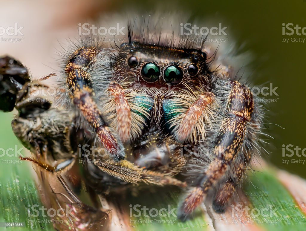 Wallpaper #wWeM-5IBSpphPi3-WJSY16 African Jumping Spider Wallpapers Wallpaper Cave