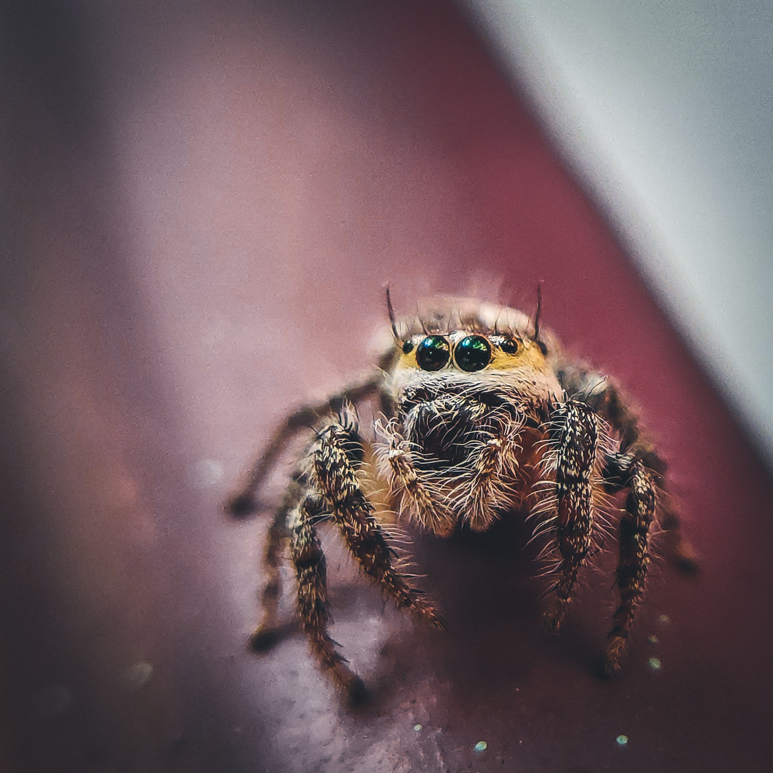 Wallpaper #wWeM-5IBSpphPi3-WJSY98 African Jumping Spider Wallpapers Wallpaper Cave