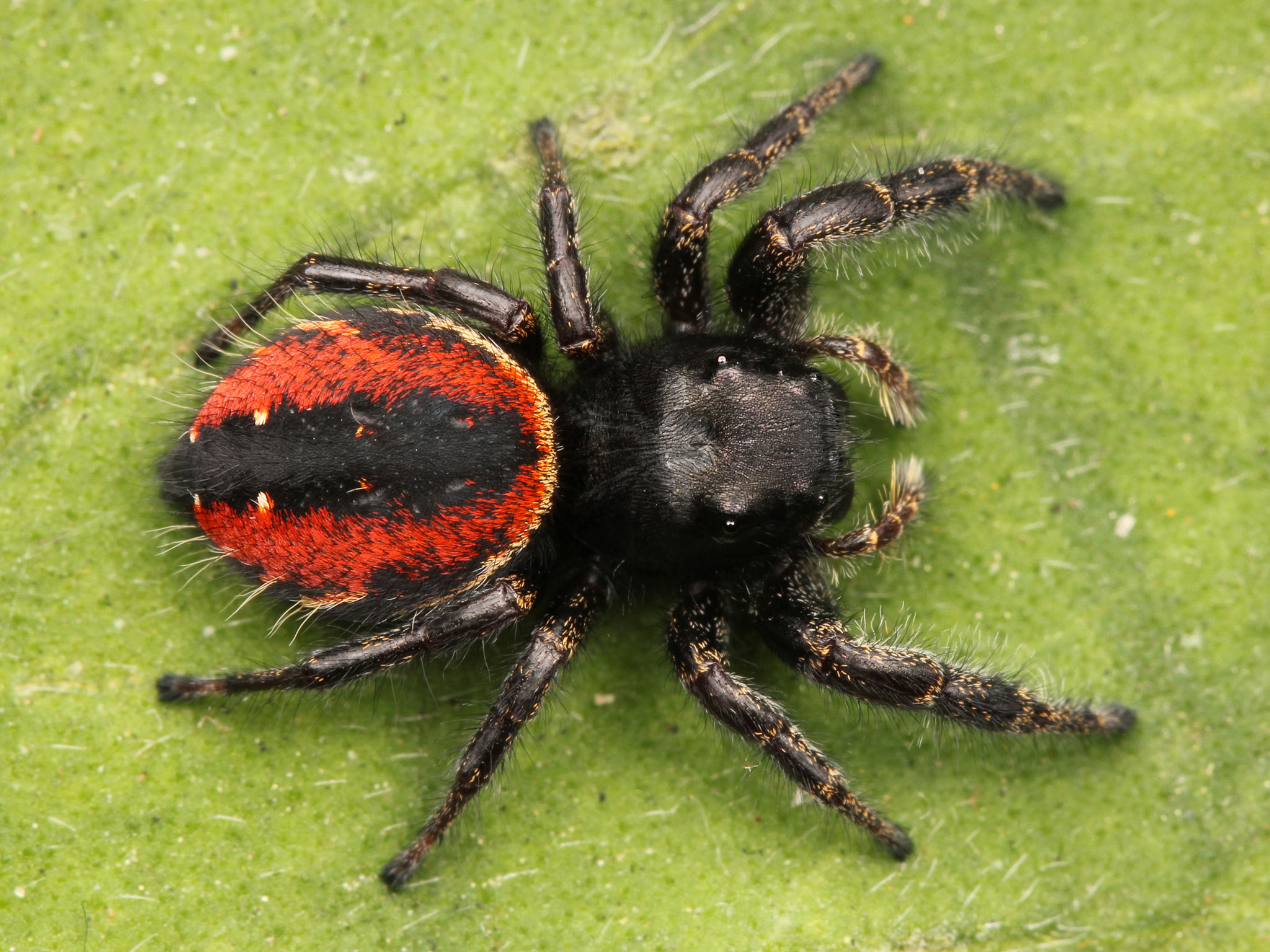 Wallpaper #wWeM-5IBSpphPi3-WJSY19 African Jumping Spider Wallpapers Wallpaper Cave