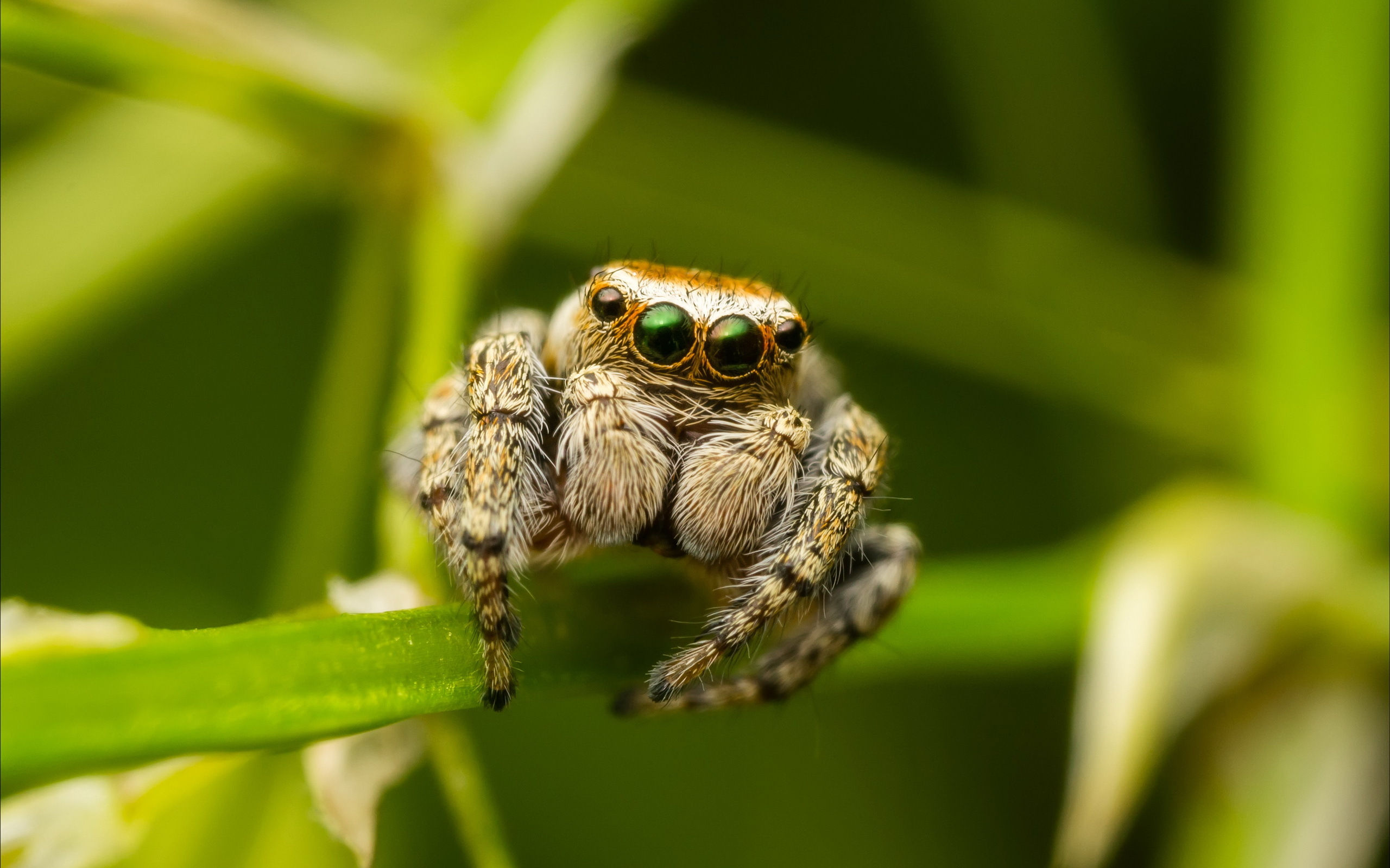 Wallpaper #wWeM-5IBSpphPi3-WJSY6 African Jumping Spider Wallpapers Wallpaper Cave