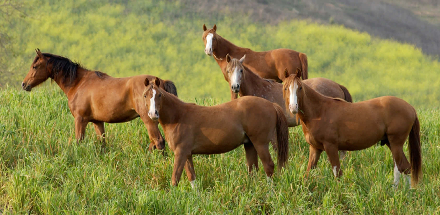 Wallpaper #-x2ULJMBlOZrFDOkz8qk294 Download Arabian Horses Pictures Wallpaperscom