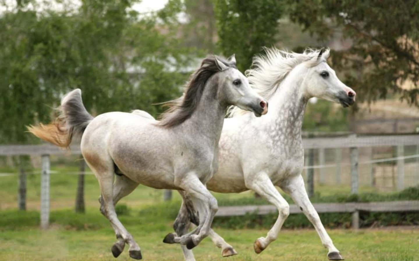 Wallpaper #-x2ULJMBlOZrFDOkz8qk218 Download Arabian Horses Pictures 1440 X 900 Wallpaperscom