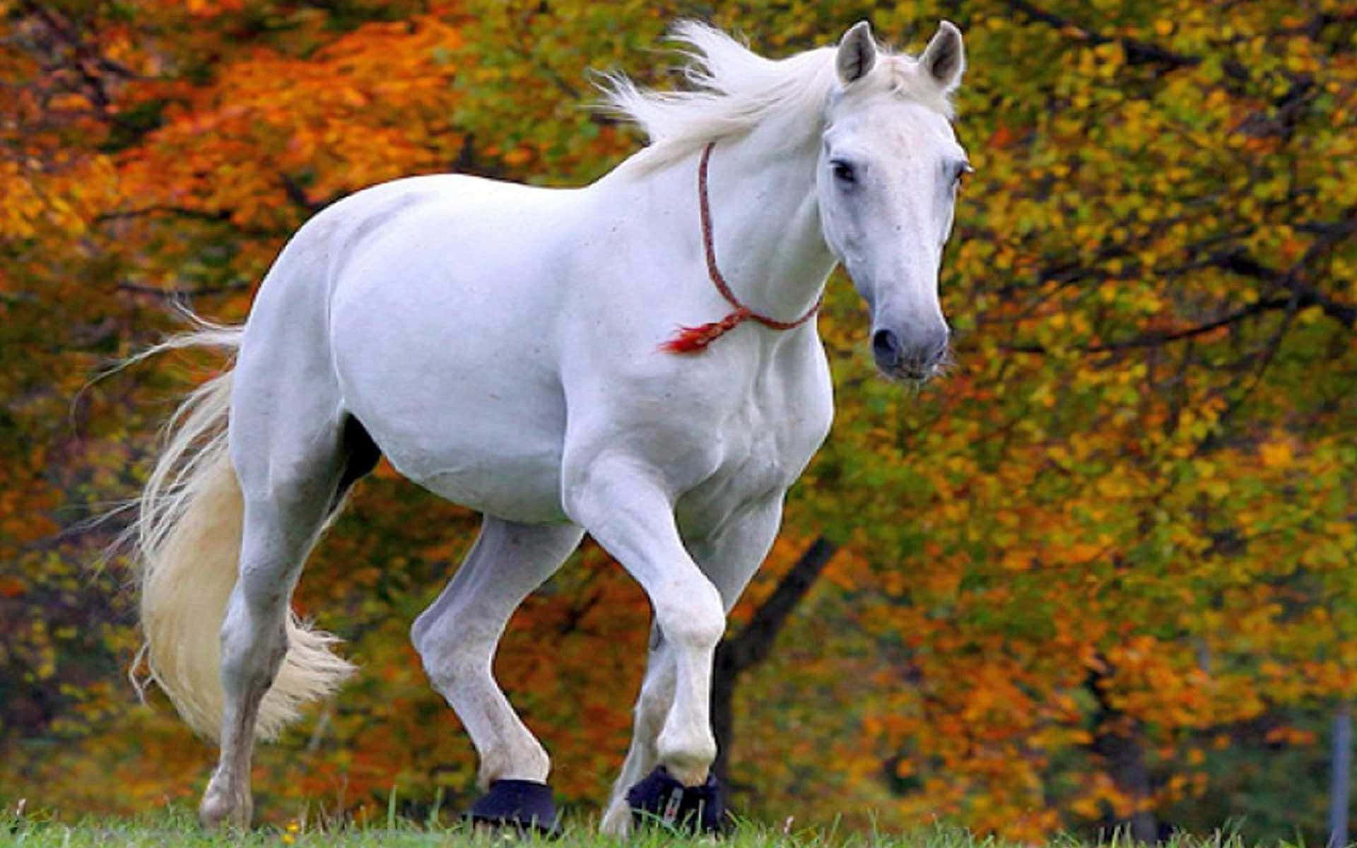 Wallpaper #9h2ULJMBlOZrFDOkbsoH275 Download Horse Background Wallpaperscom
