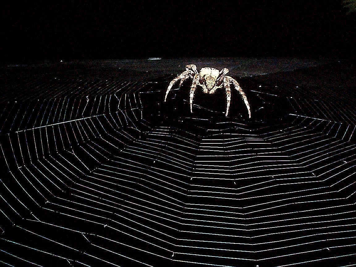 Wallpaper #n2GfLpMB3VrvfBrRMSSm235 Free Spider Wallpapers Wallpaper Cave