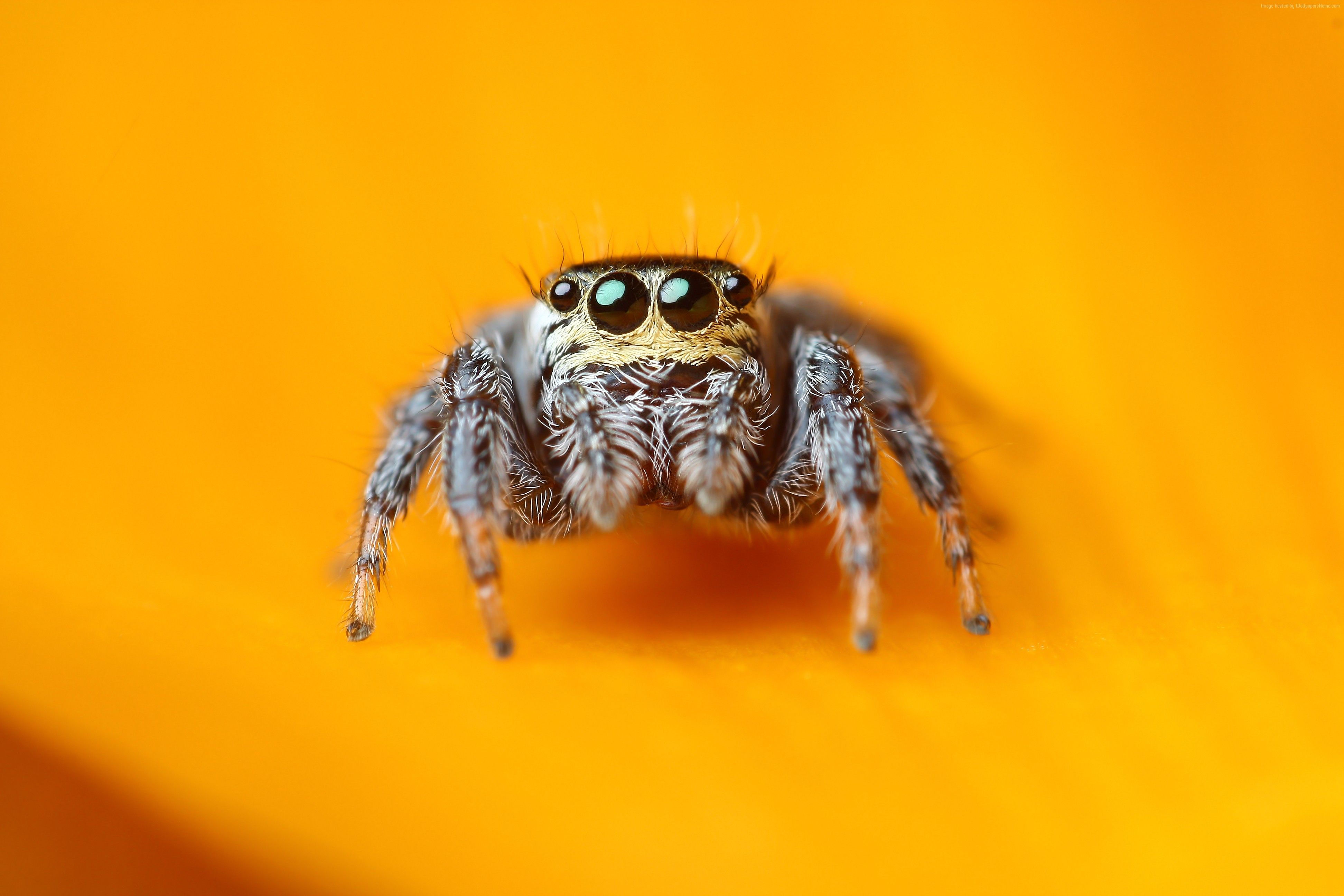 Wallpaper #wWeM-5IBSpphPi3-WJSY8 African Jumping Spider Wallpapers Wallpaper Cave
