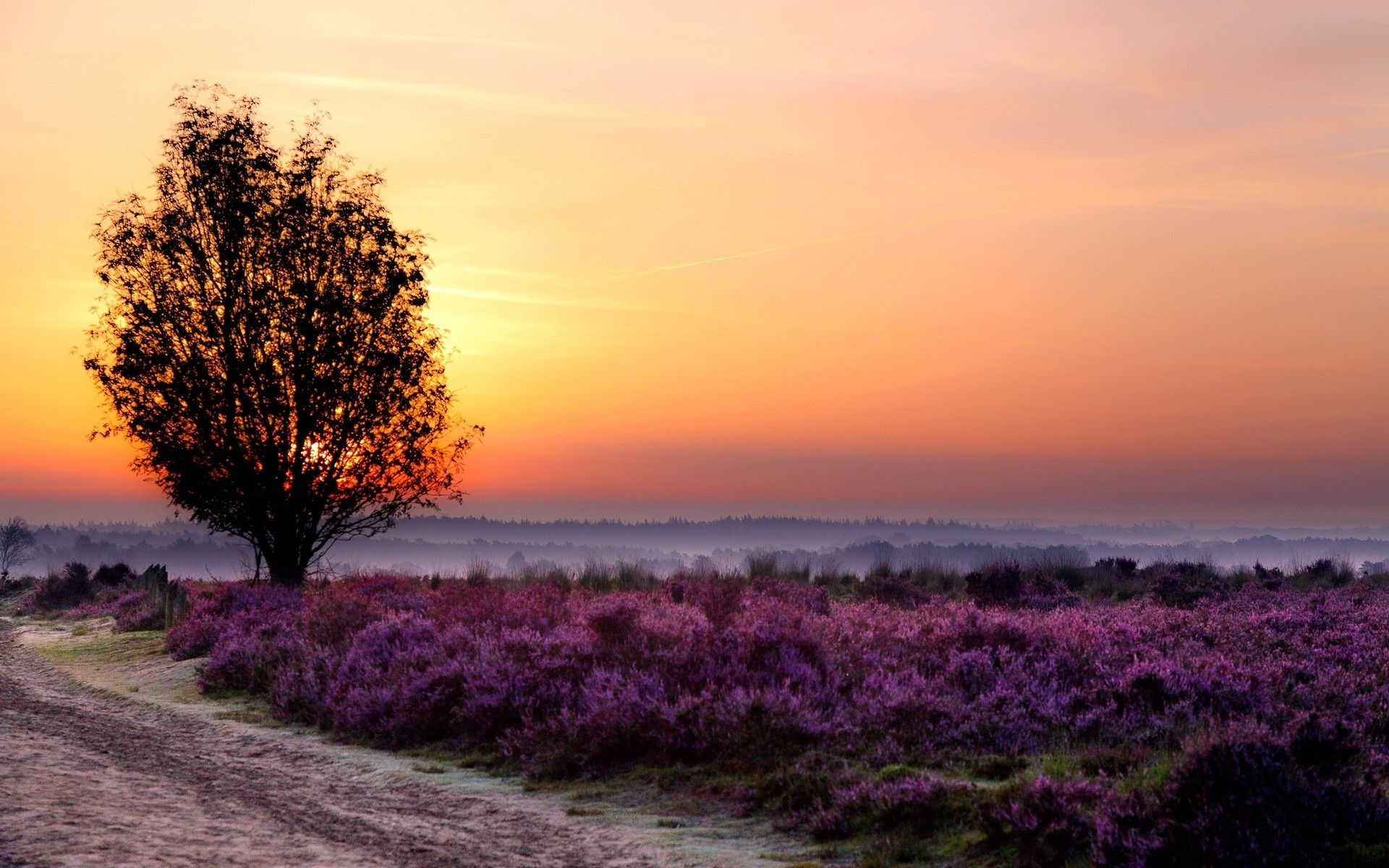 Wallpaper #8b44c Purple Trees in Grassland Wallpaper Nature Wallpaper