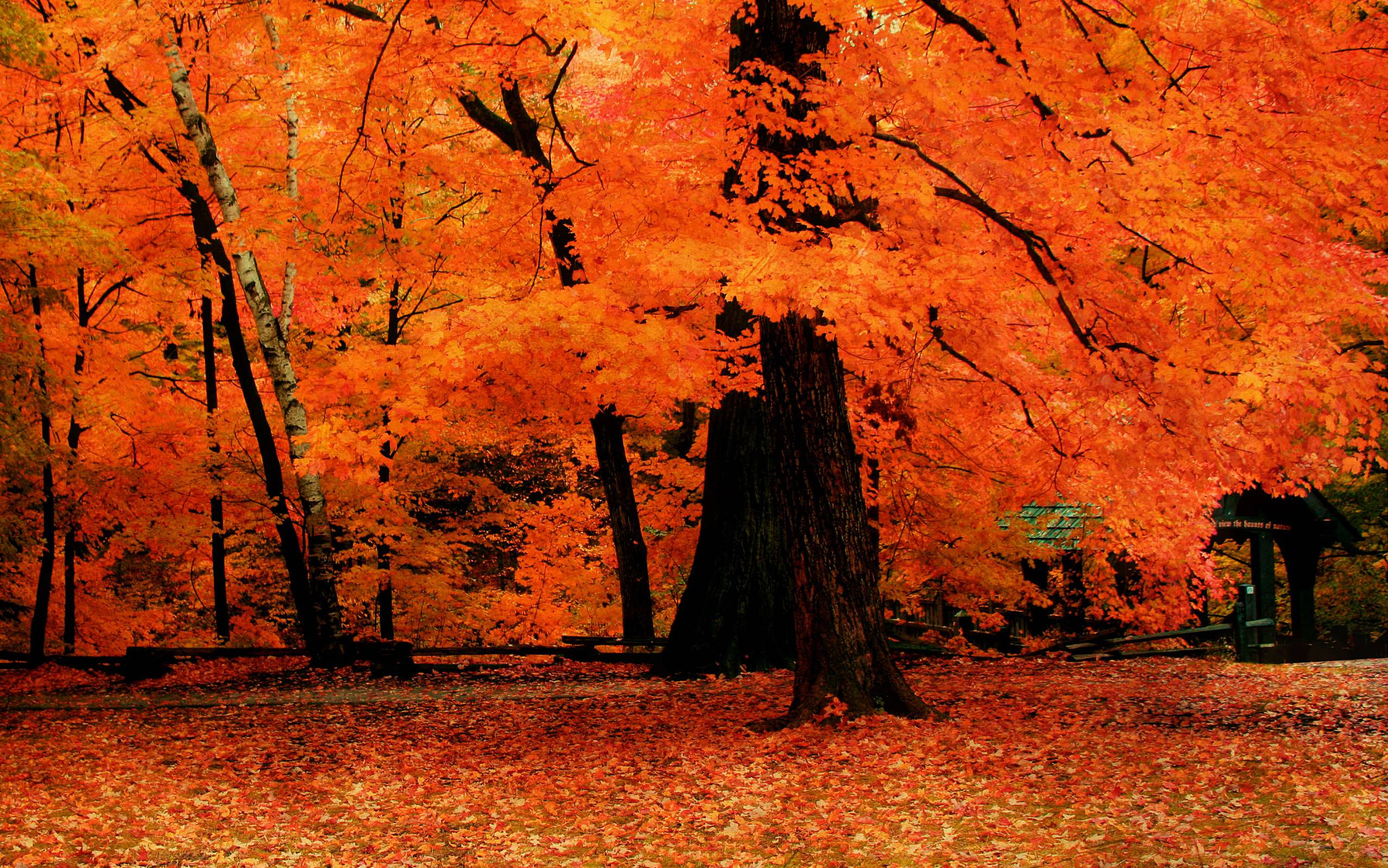 Wallpaper #2mhXIpMBSpphPi3-pTKE140 Fall Trees Wallpapers Wallpaper Cave