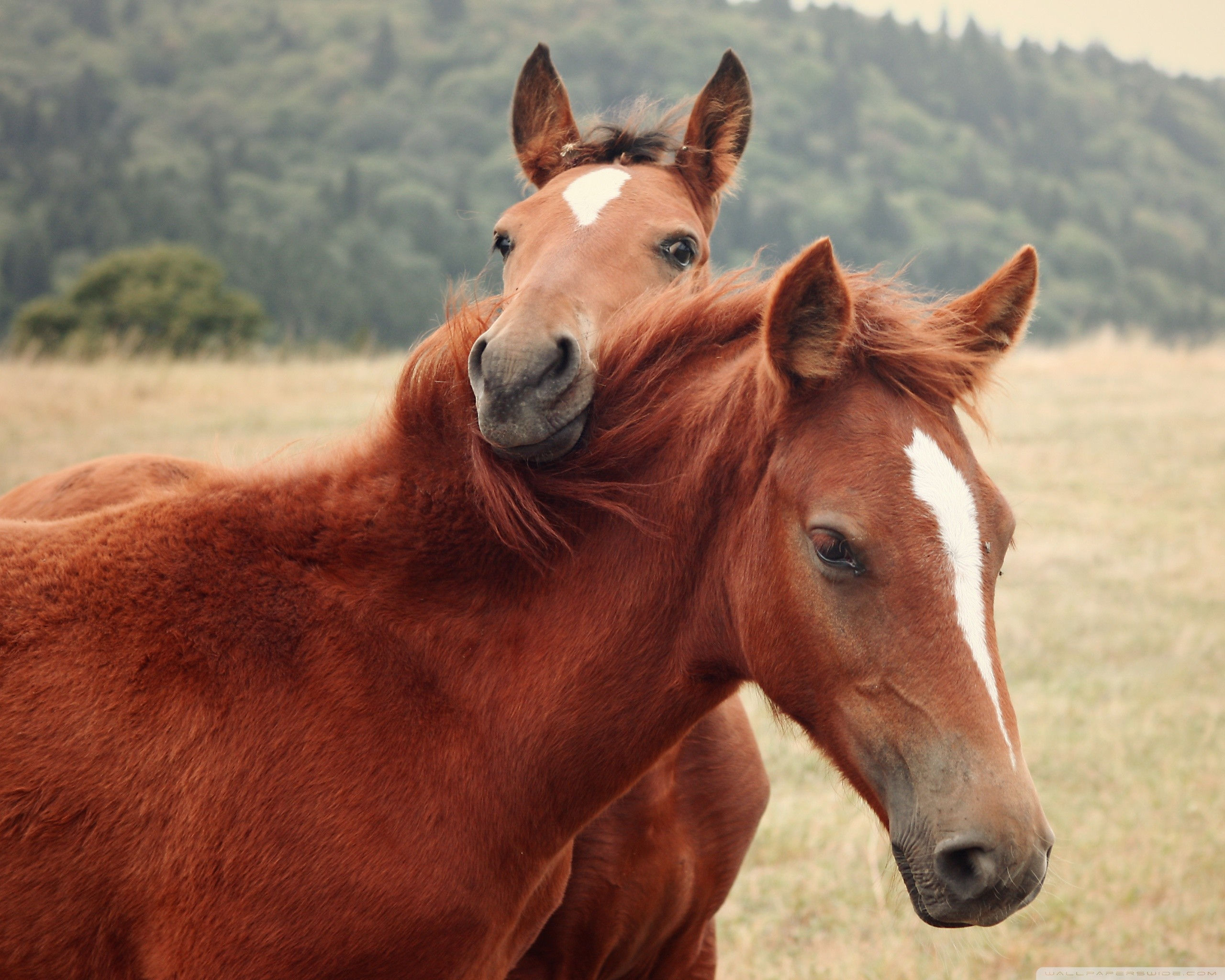 Wallpaper #QH1m8I4Bnwiau_P6ugZ418 Cute Horse Wallpapers Wallpapertag