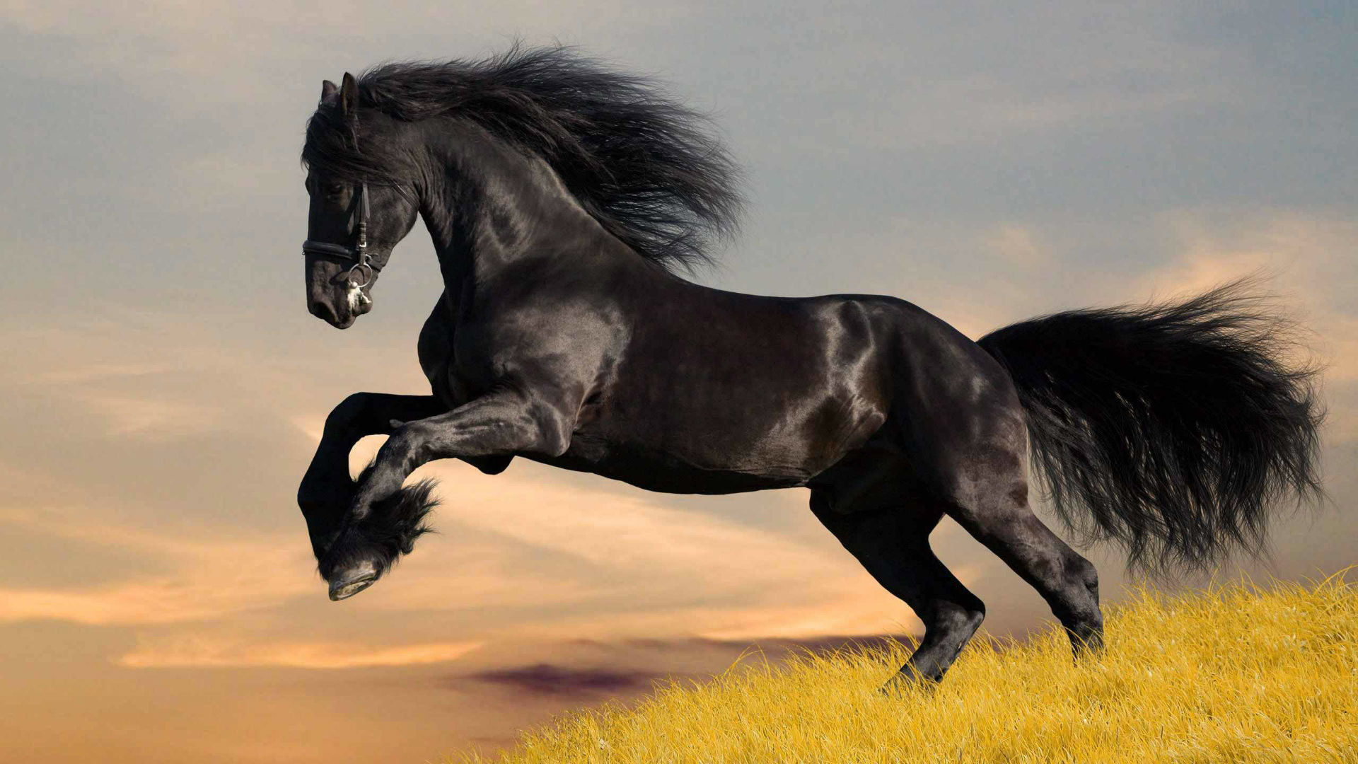 Wallpaper #LH1h8I4Bnwiau_P6ewav26 Black Horse Wallpaper Wallpapertag