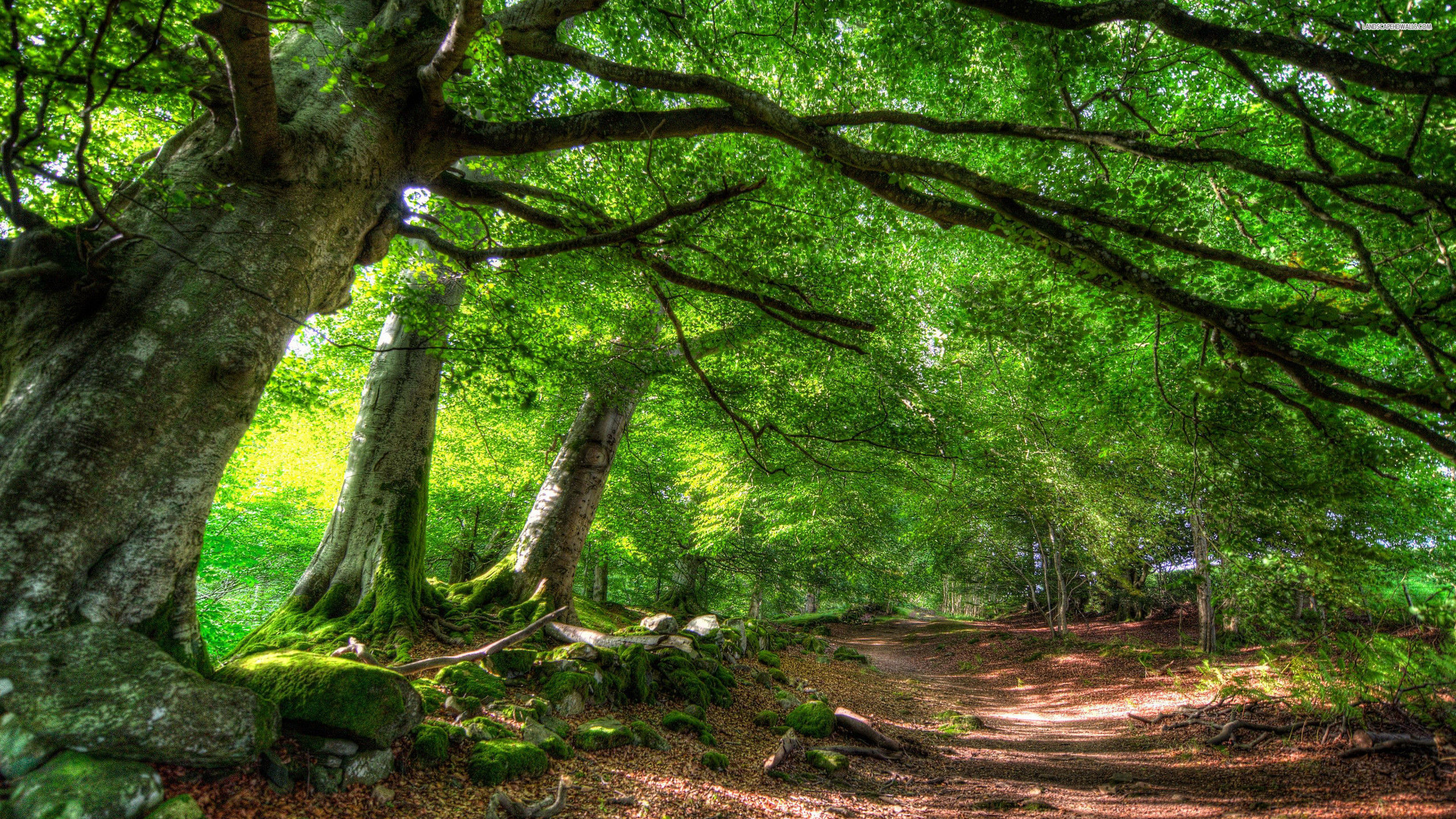 Wallpaper #4kDcLpMBJhL2WPbaNbo284 Green Forest Background Wallpapertag