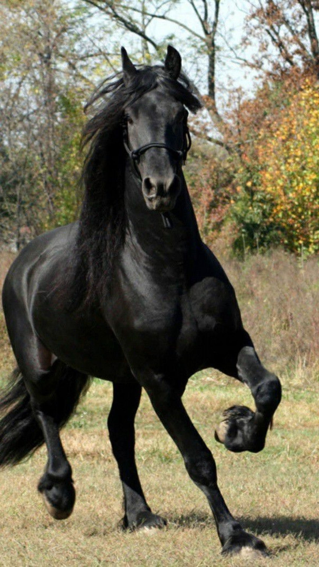 Wallpaper #HWdNCpMBSpphPi3-pNQH218 10 Horse Wallpaper Images